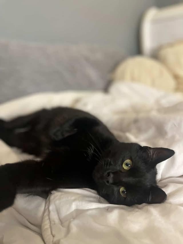 Enlarge Egg, an adopted Domestic Short Hair in Pittsburgh, PA image 3/4