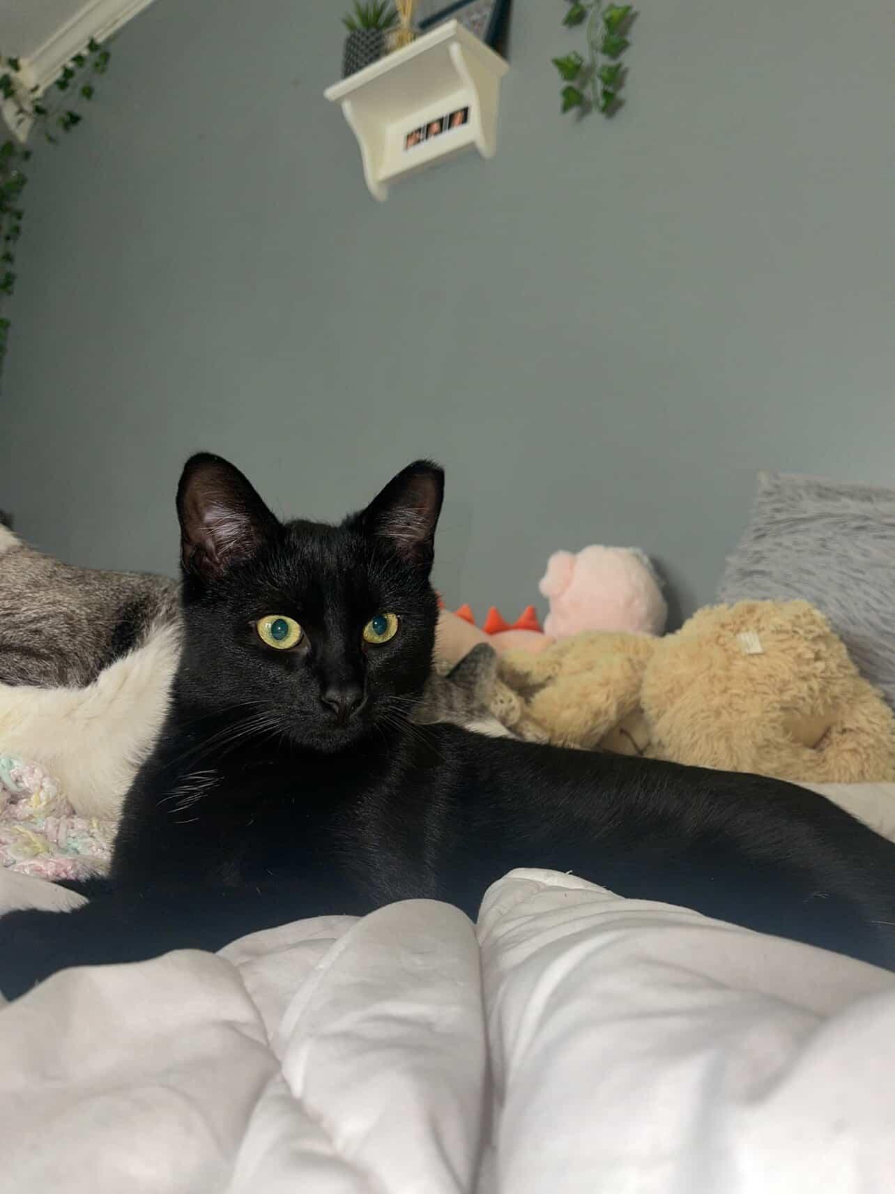 Enlarge Egg, an adopted Domestic Short Hair in Pittsburgh, PA image 1/4