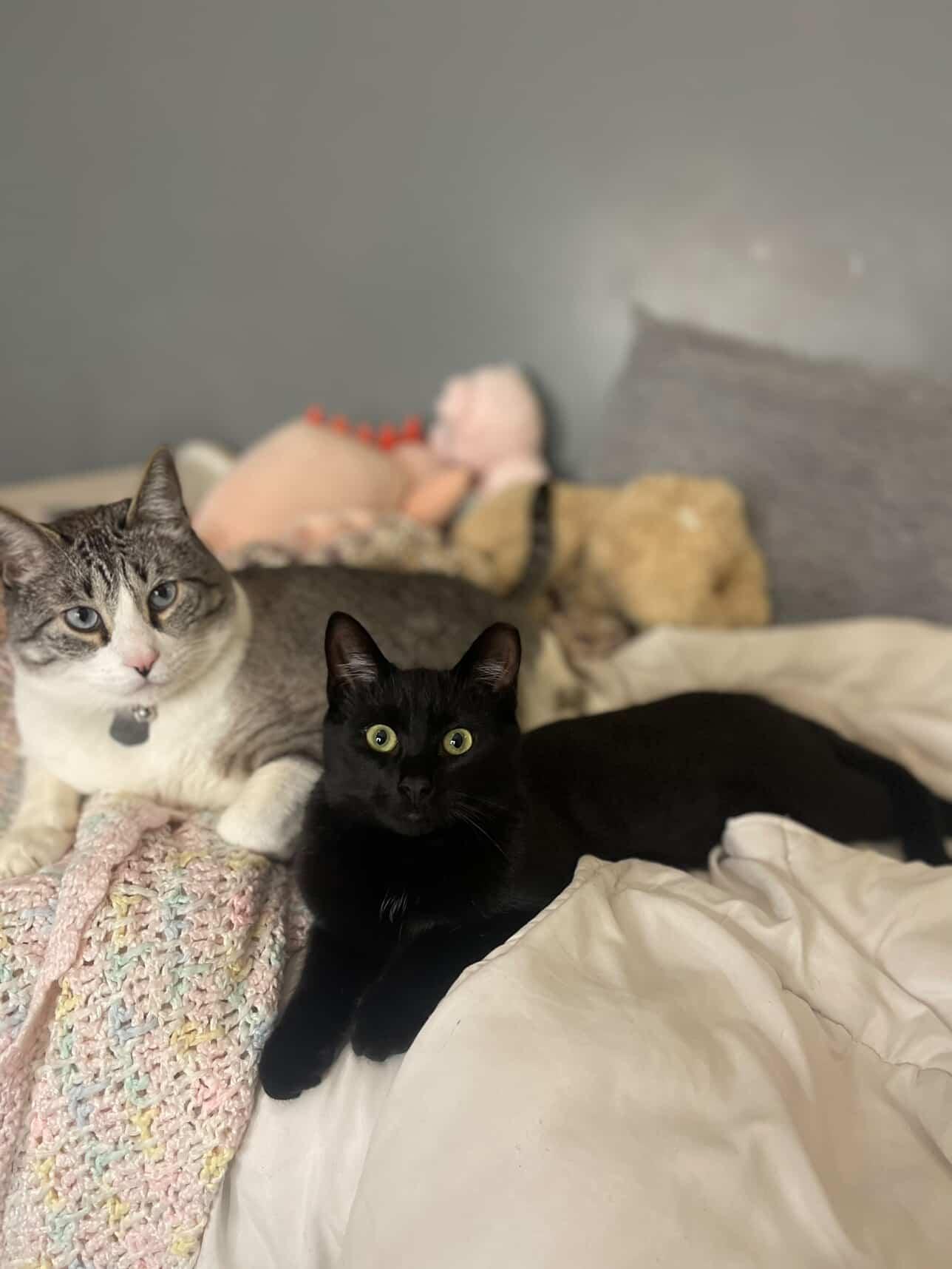 Enlarge Egg, an adopted Domestic Short Hair in Pittsburgh, PA image 2/4