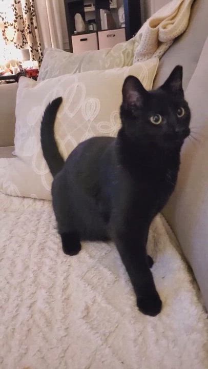 Enlarge Egg, an adopted Domestic Short Hair in Pittsburgh, PA video 4/4