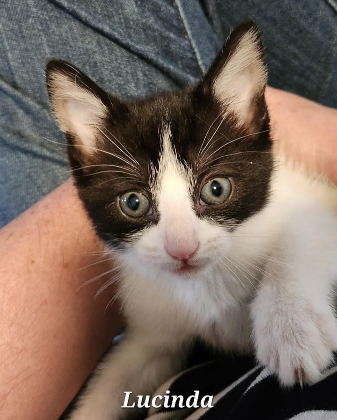Lucinda, Adoptable, Kitten Female Domestic Short Hair.