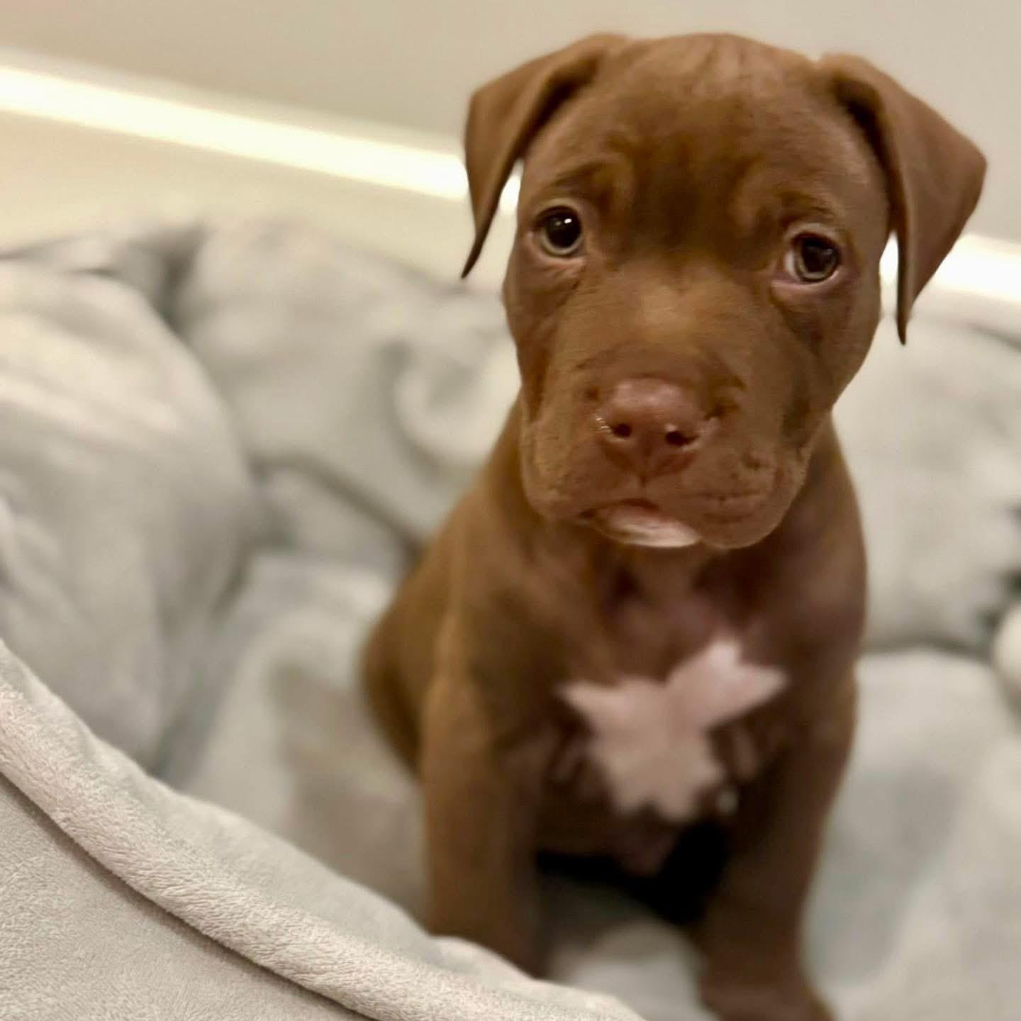 Enlarge Honky Tonk, a Adopted Mixed Breed in Smyrna, GA image 2/6