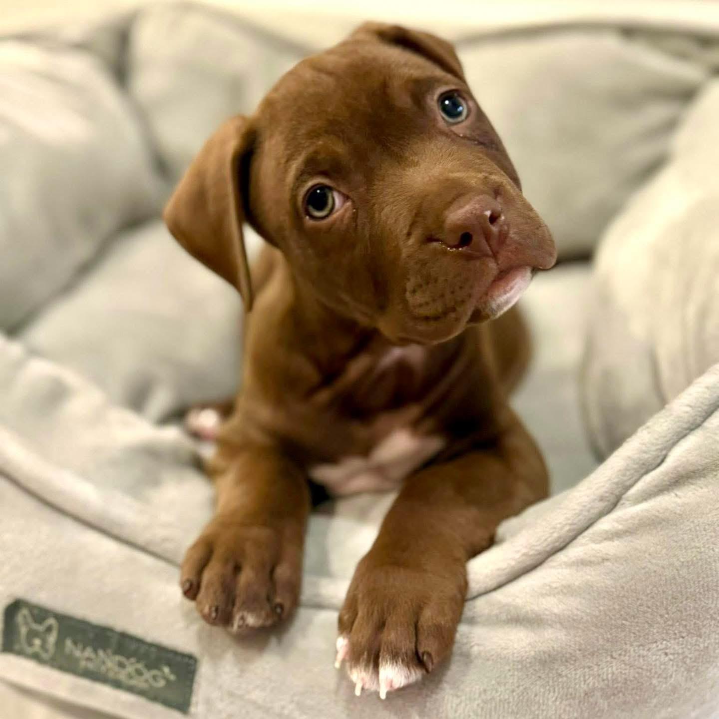 Honky Tonk, Adopted, Puppy Male Mixed Breed.