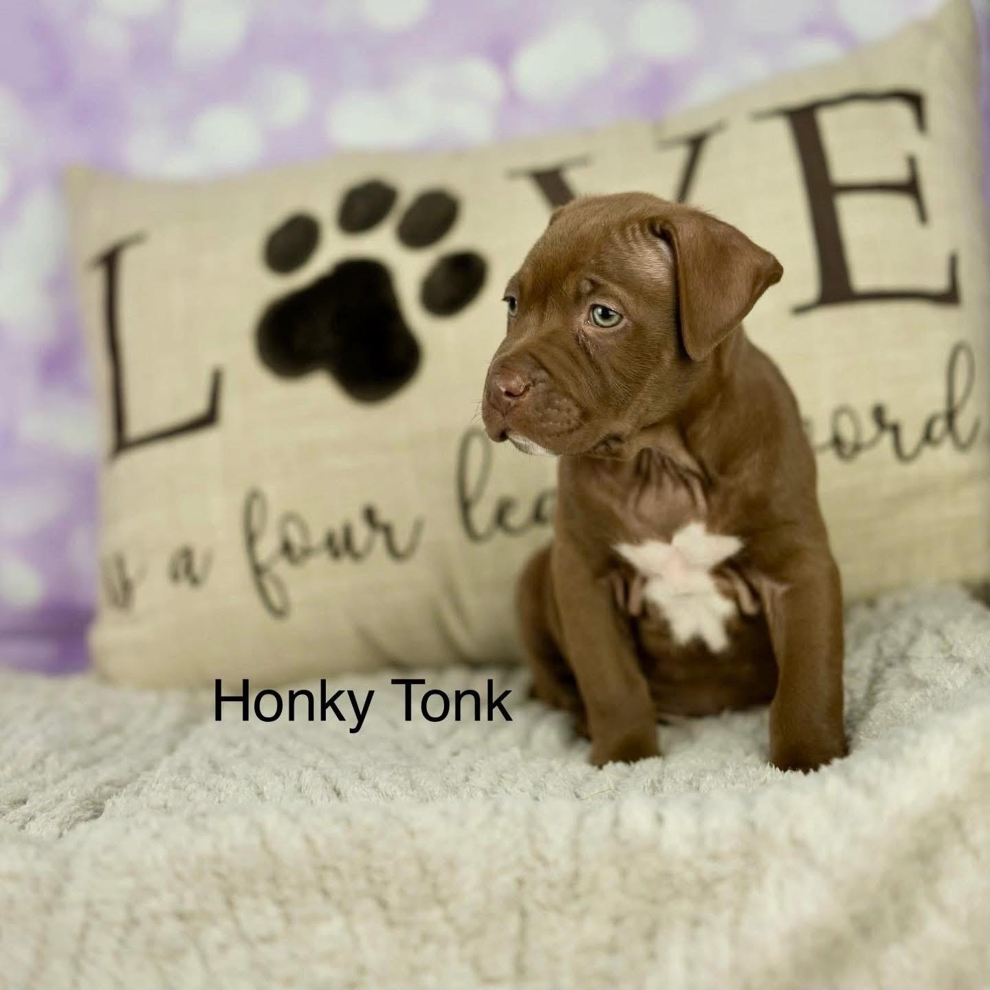 Enlarge Honky Tonk, a Adopted Mixed Breed in Smyrna, GA image 3/6