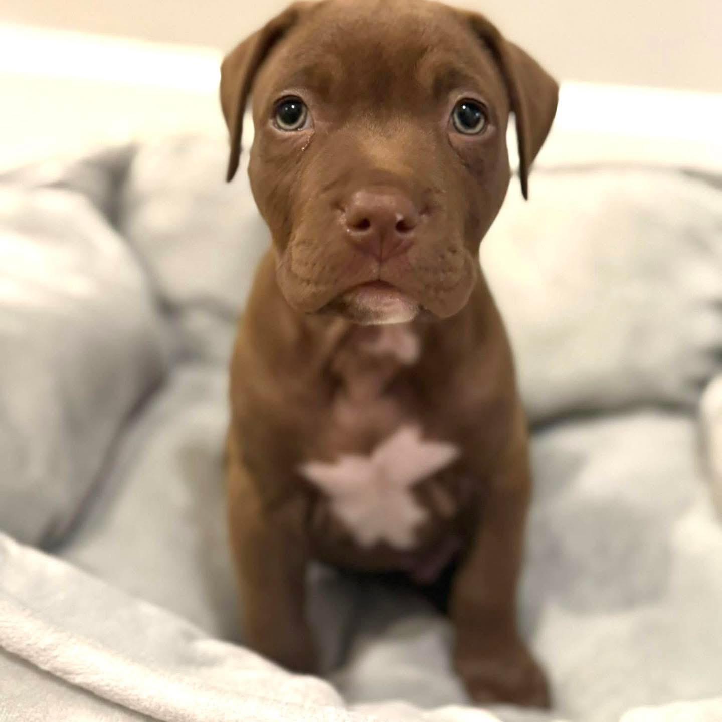 Enlarge Honky Tonk, a Adopted Mixed Breed in Smyrna, GA image 4/6