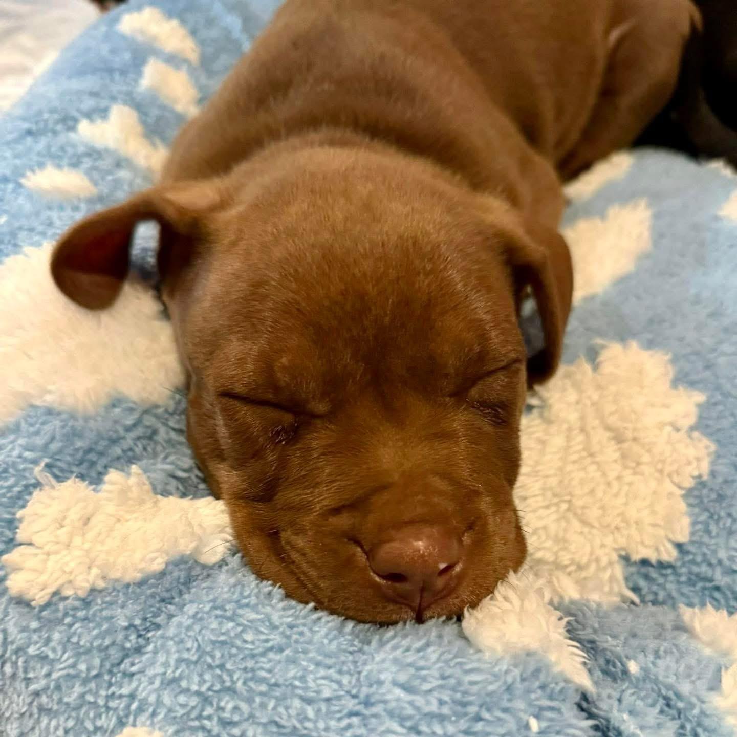 Enlarge Honky Tonk, a Adopted Mixed Breed in Smyrna, GA image 5/6