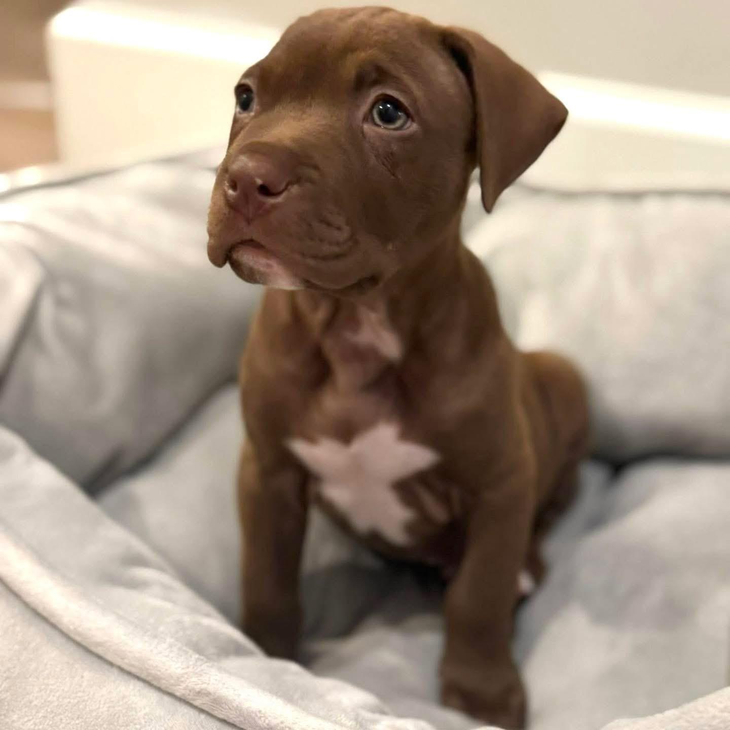 Enlarge Honky Tonk, a Adopted Mixed Breed in Smyrna, GA image 6/6