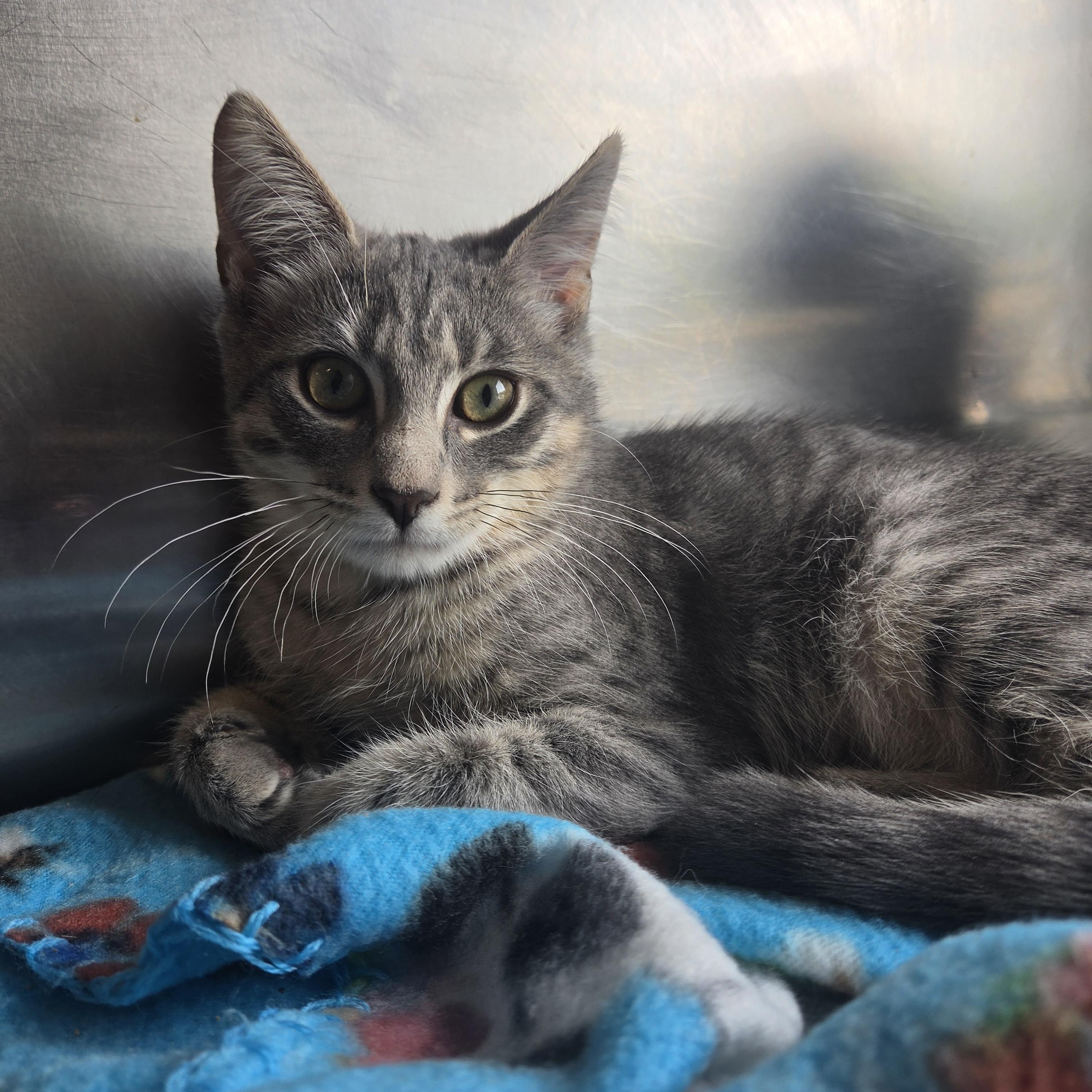 Enlarge Tyler, an adopted Domestic Short Hair in Old Bridge, NJ image 1/1