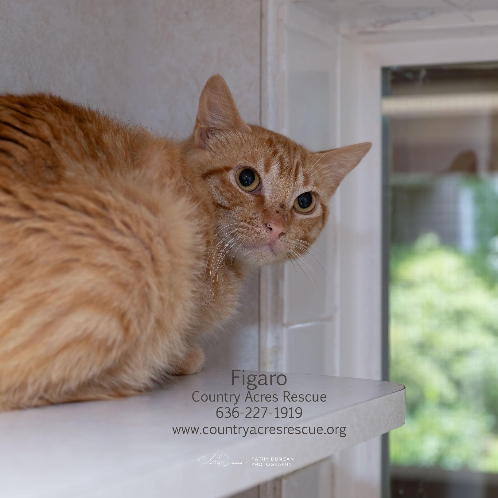 Figaro, an adopted Domestic Short Hair in Manchester, MO image 3/3