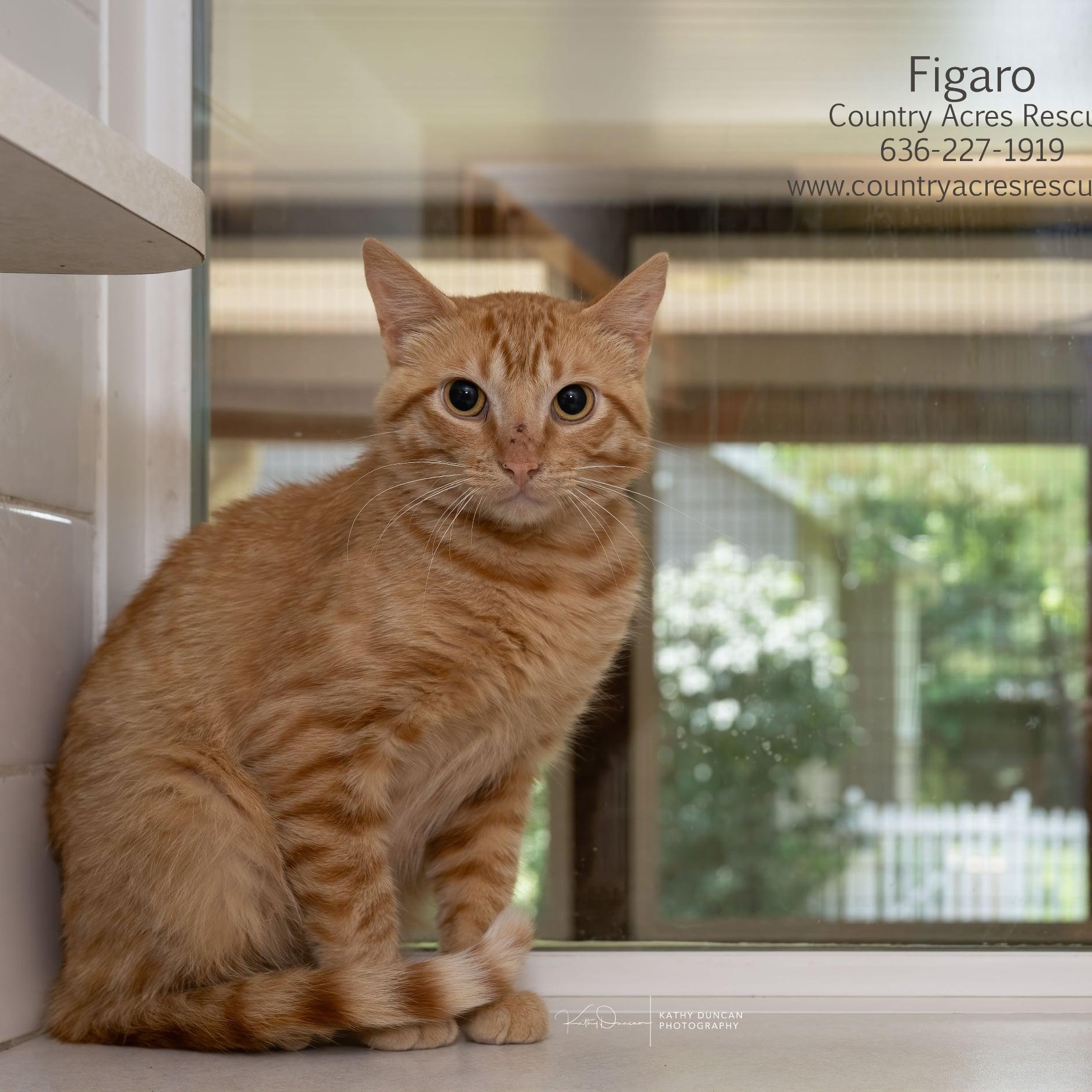 Figaro, an adopted Domestic Short Hair in Manchester, MO image 2/3