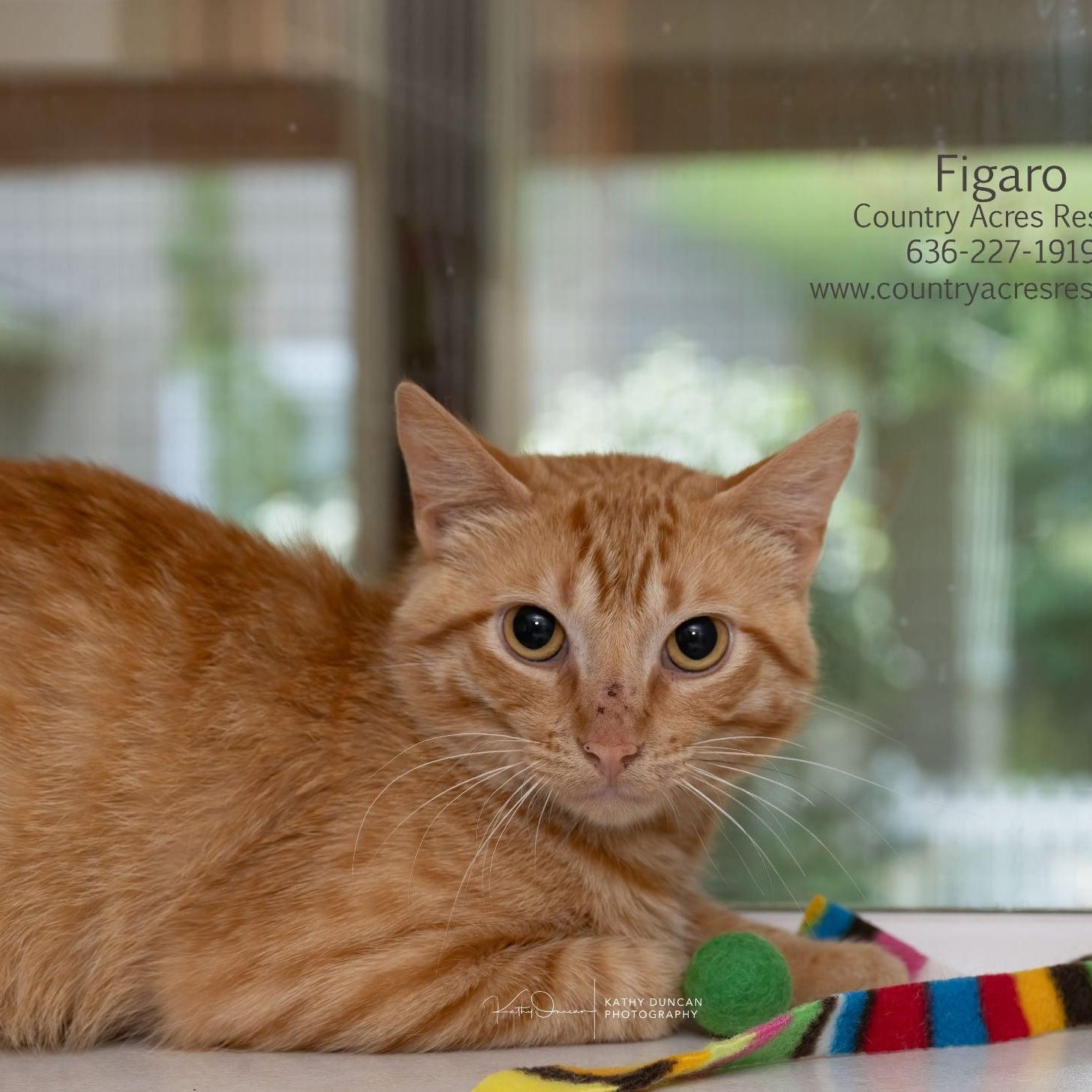 Figaro, adopted, Young Male Domestic Short Hair.