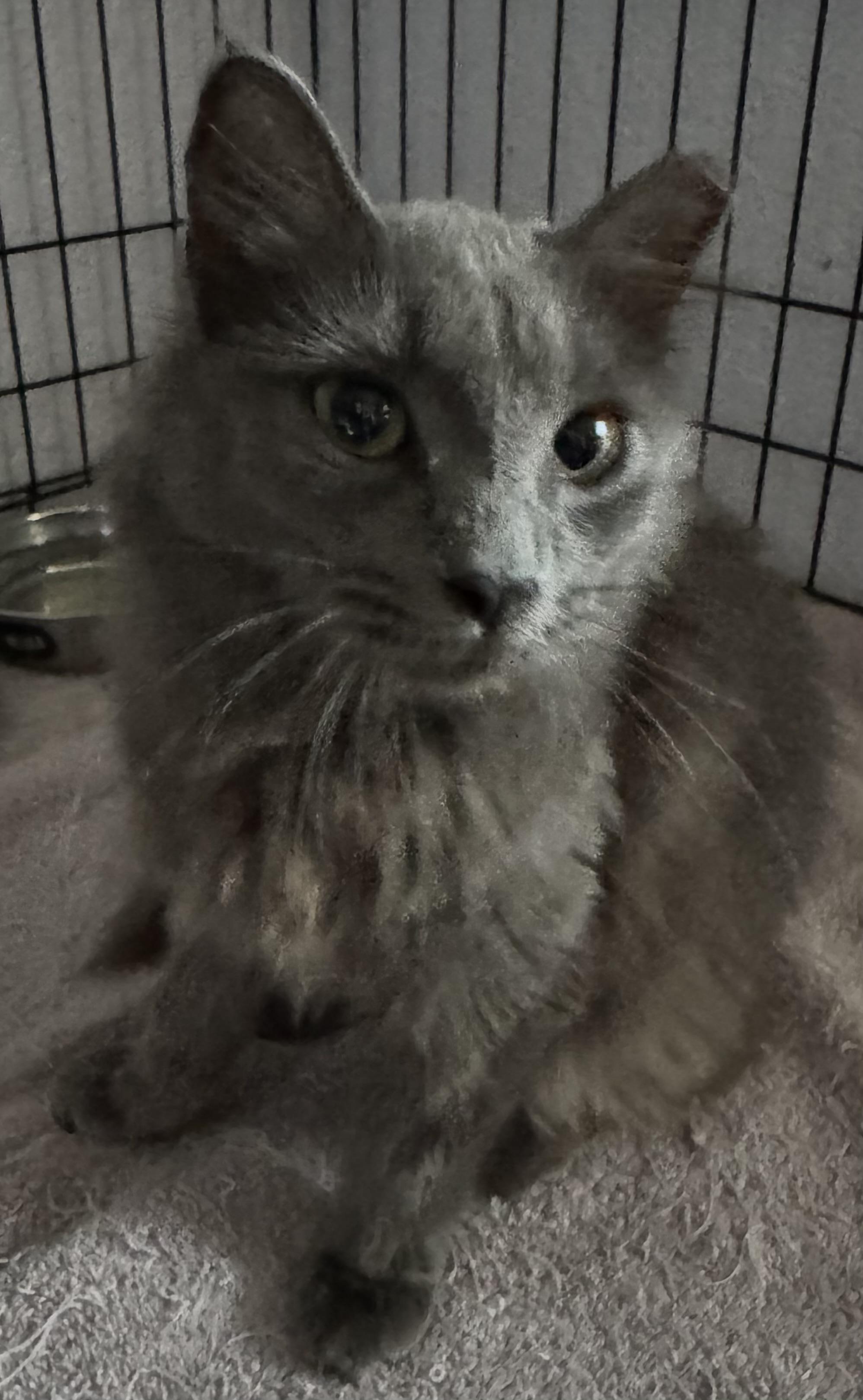 Enlarge Sunni, a Adopted Russian Blue in Lauderhill, FL image 1/5