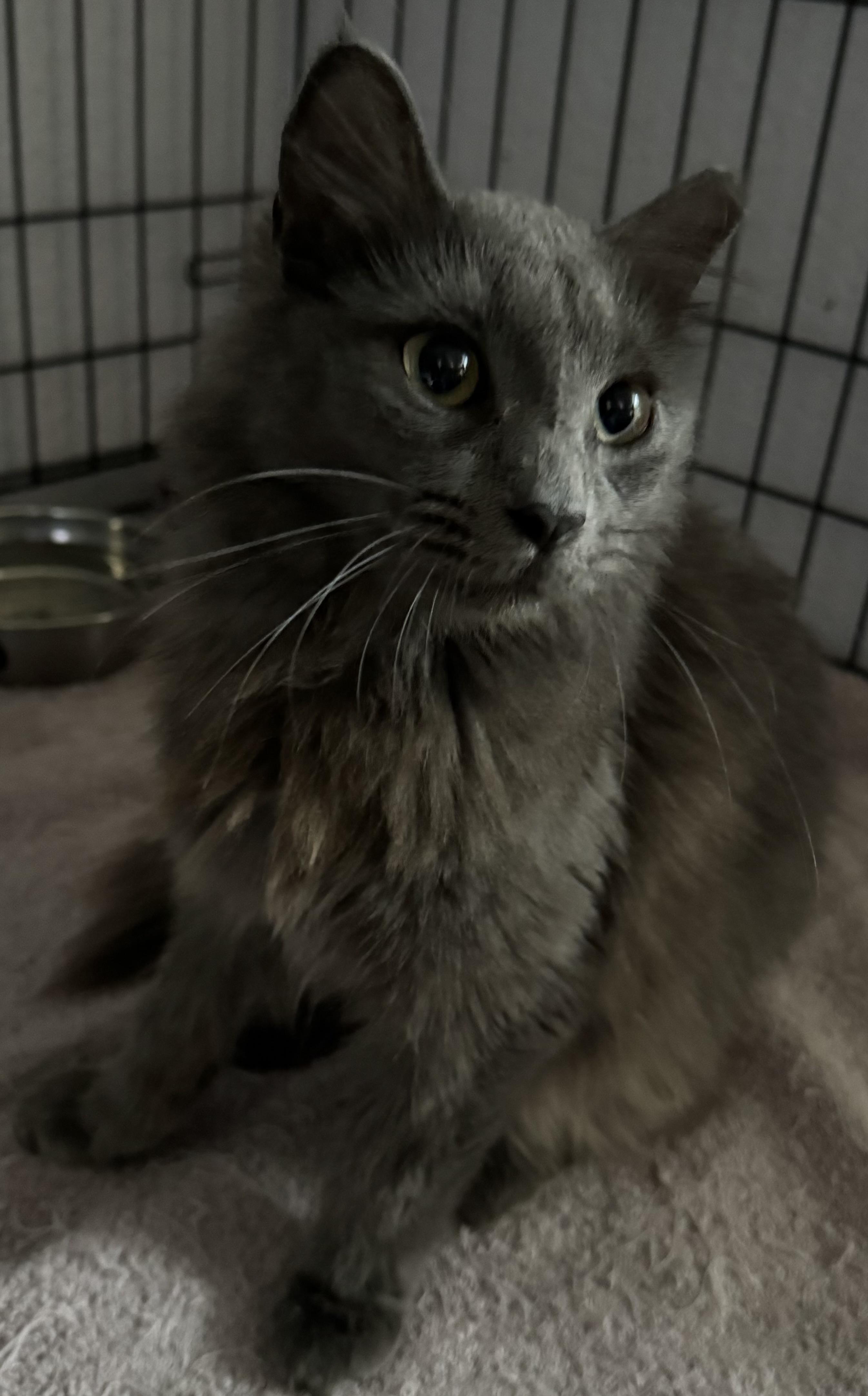 Enlarge Sunni, a Adopted Russian Blue in Lauderhill, FL image 2/5