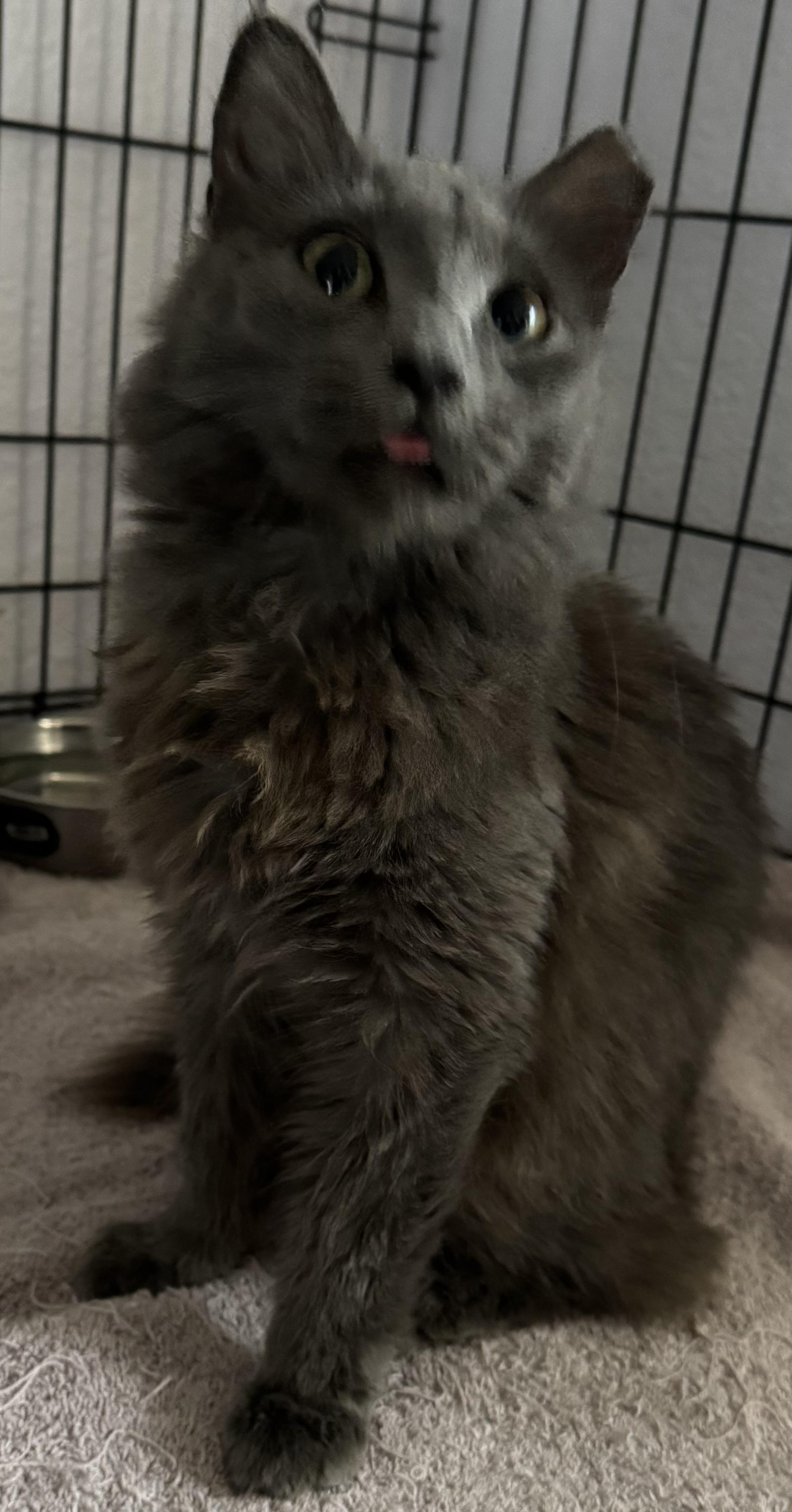 Enlarge Sunni, a Adopted Russian Blue in Lauderhill, FL image 3/5