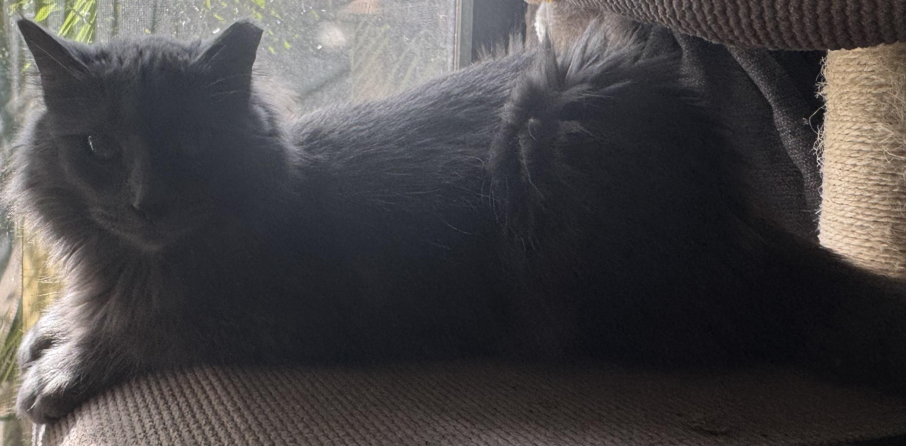 Enlarge Sunni, a Adopted Russian Blue in Lauderhill, FL image 4/5