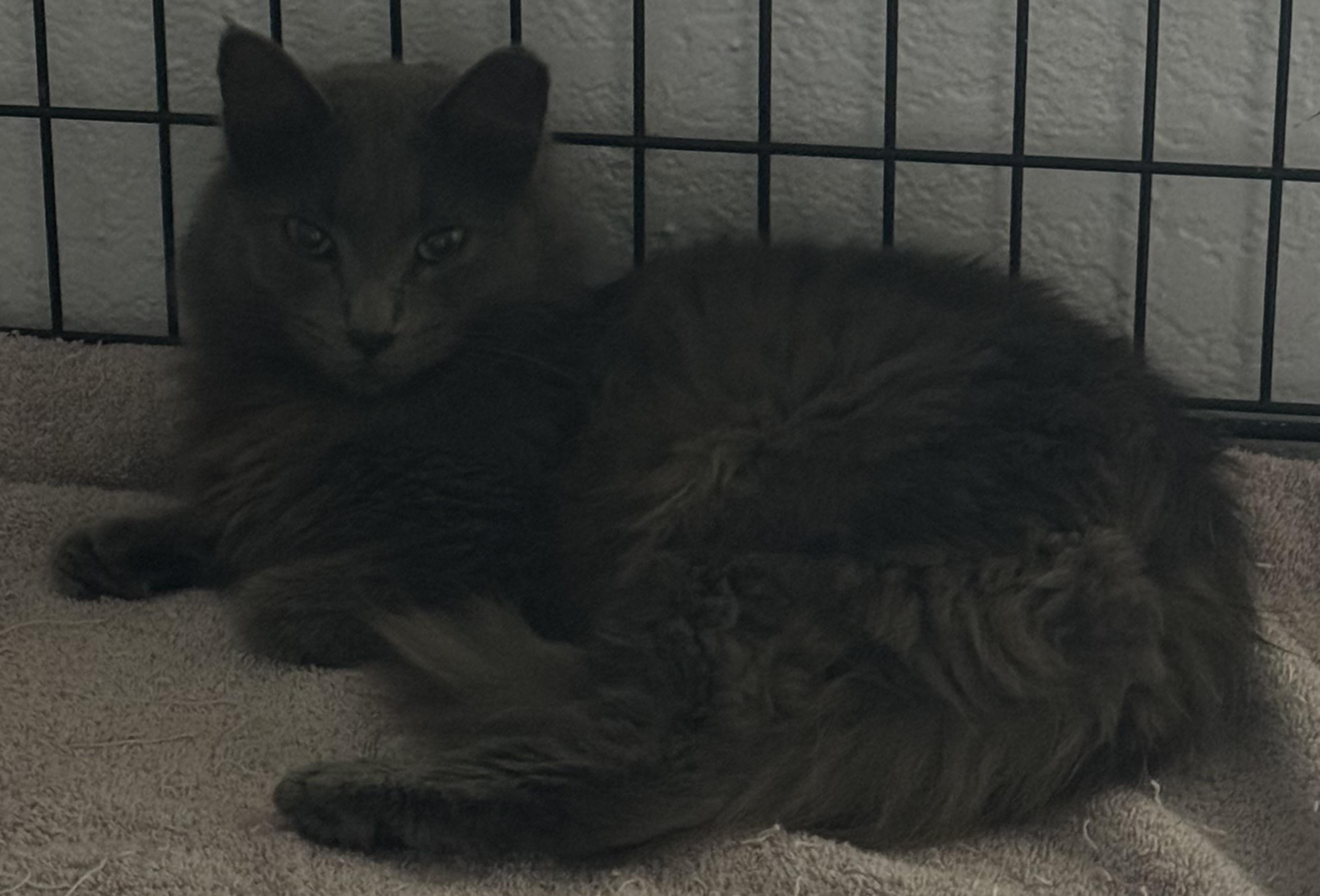 Enlarge Sunni, a Adopted Russian Blue in Lauderhill, FL image 5/5