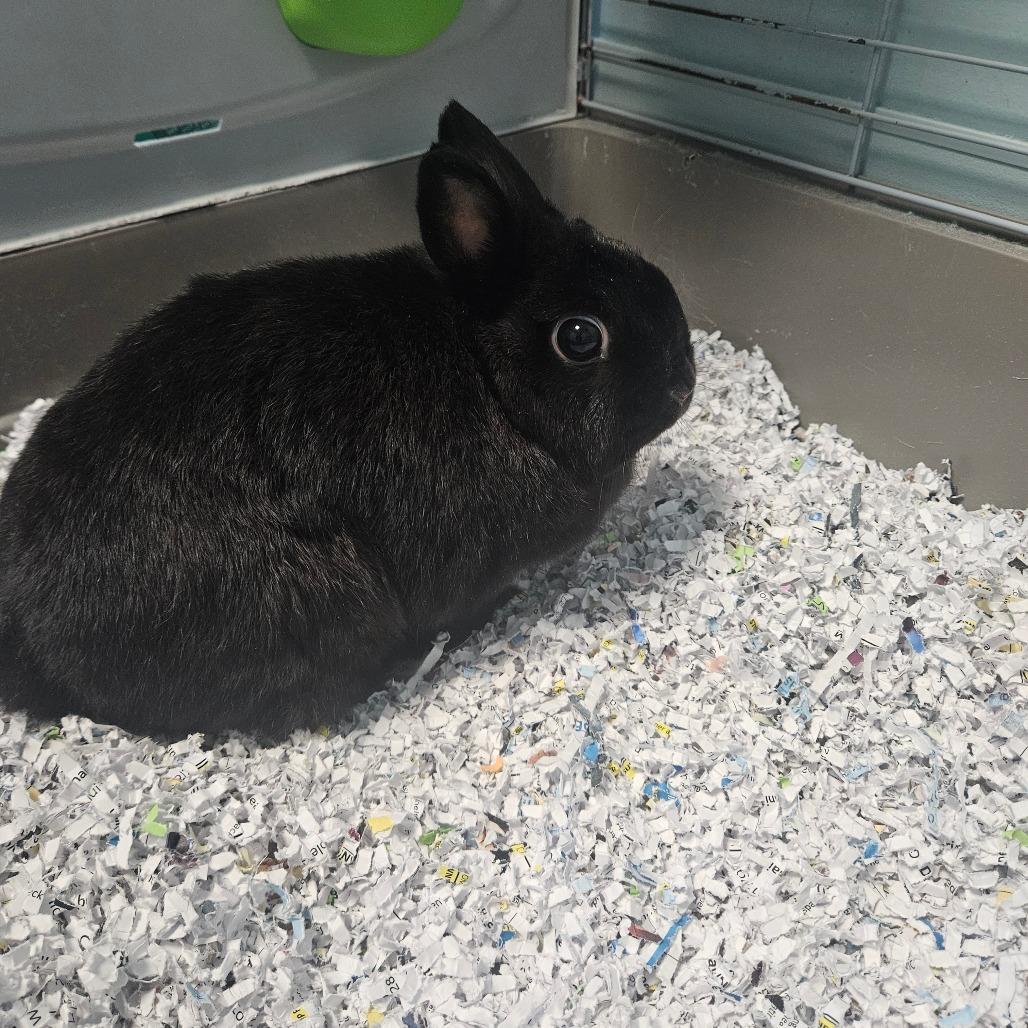 Enlarge Mellow, a Adoptable Netherland Dwarf in Greensboro, NC image 1/1