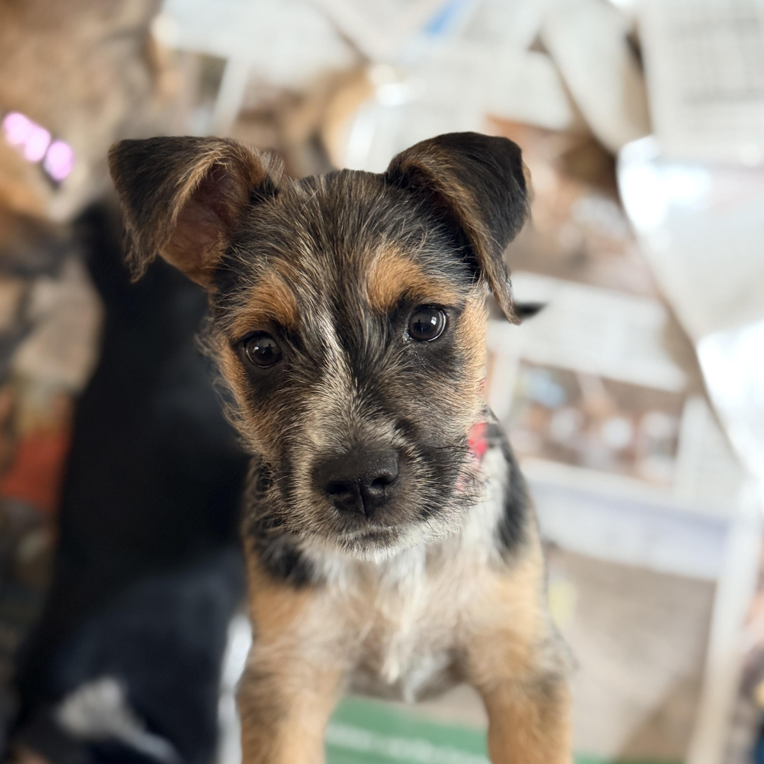 Enlarge Blaze, a ADOPTABLE mixed breed in Columbia, MD image 3/5