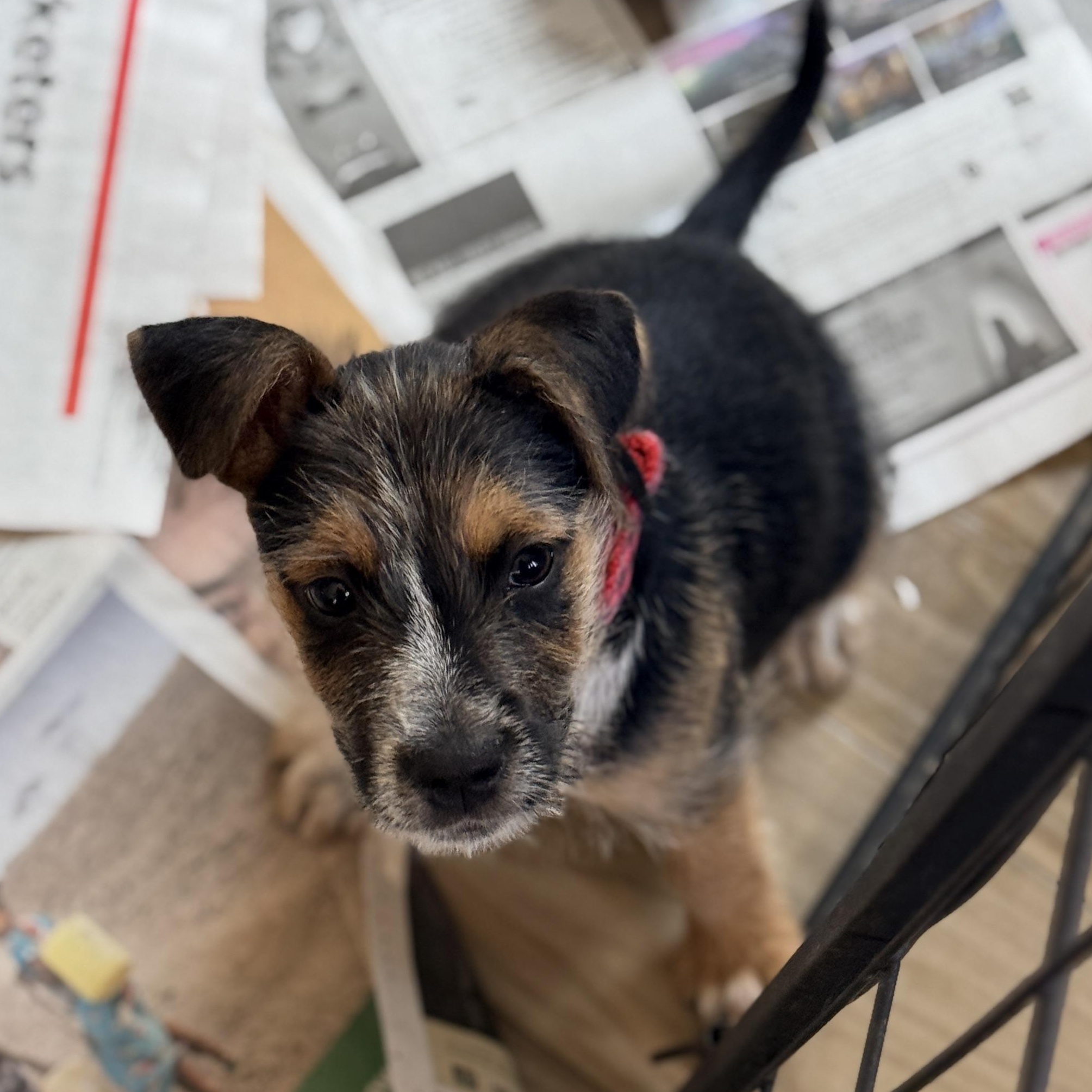 Enlarge Blaze, a ADOPTABLE mixed breed in Columbia, MD image 4/5