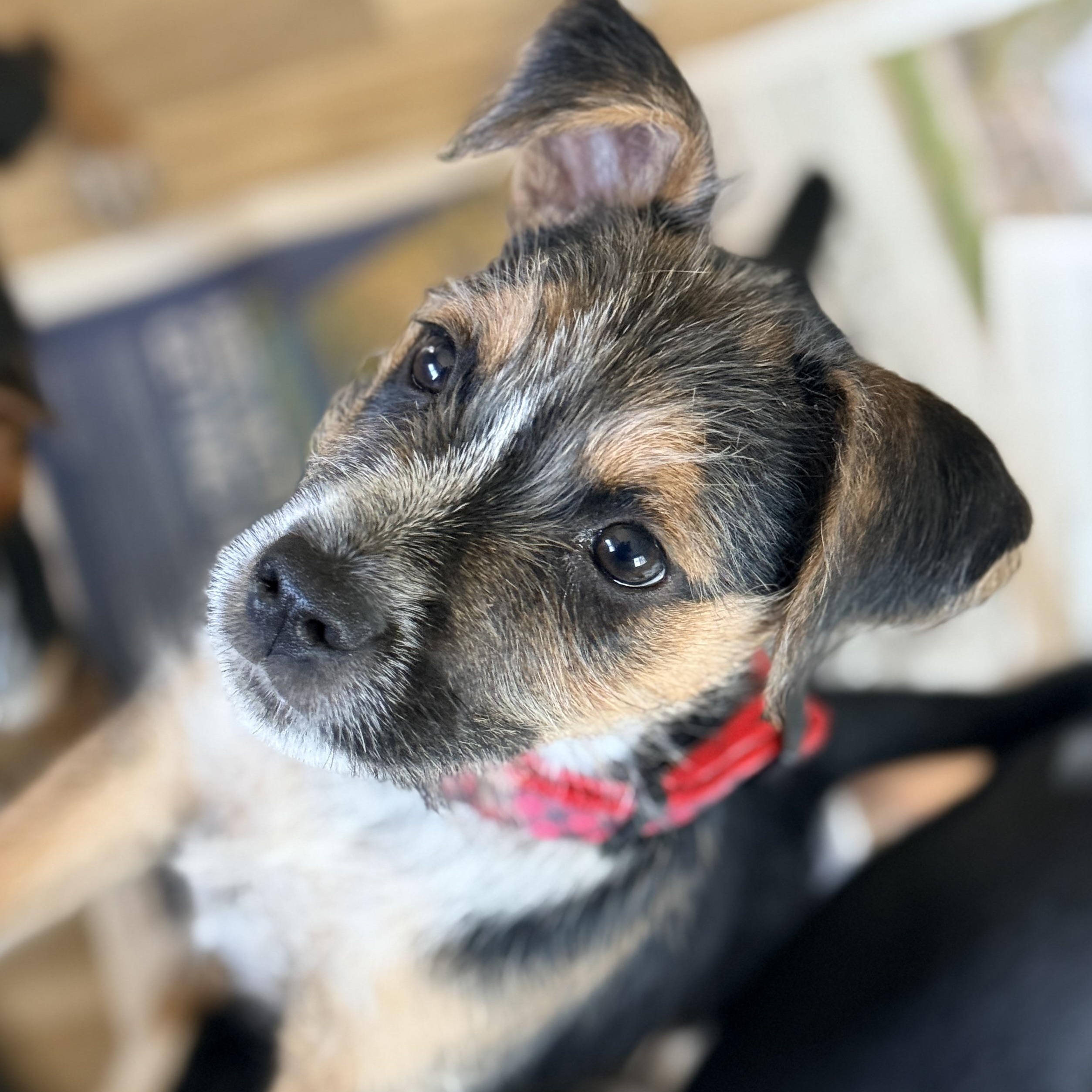 Enlarge Blaze, a ADOPTABLE mixed breed in Columbia, MD image 1/5