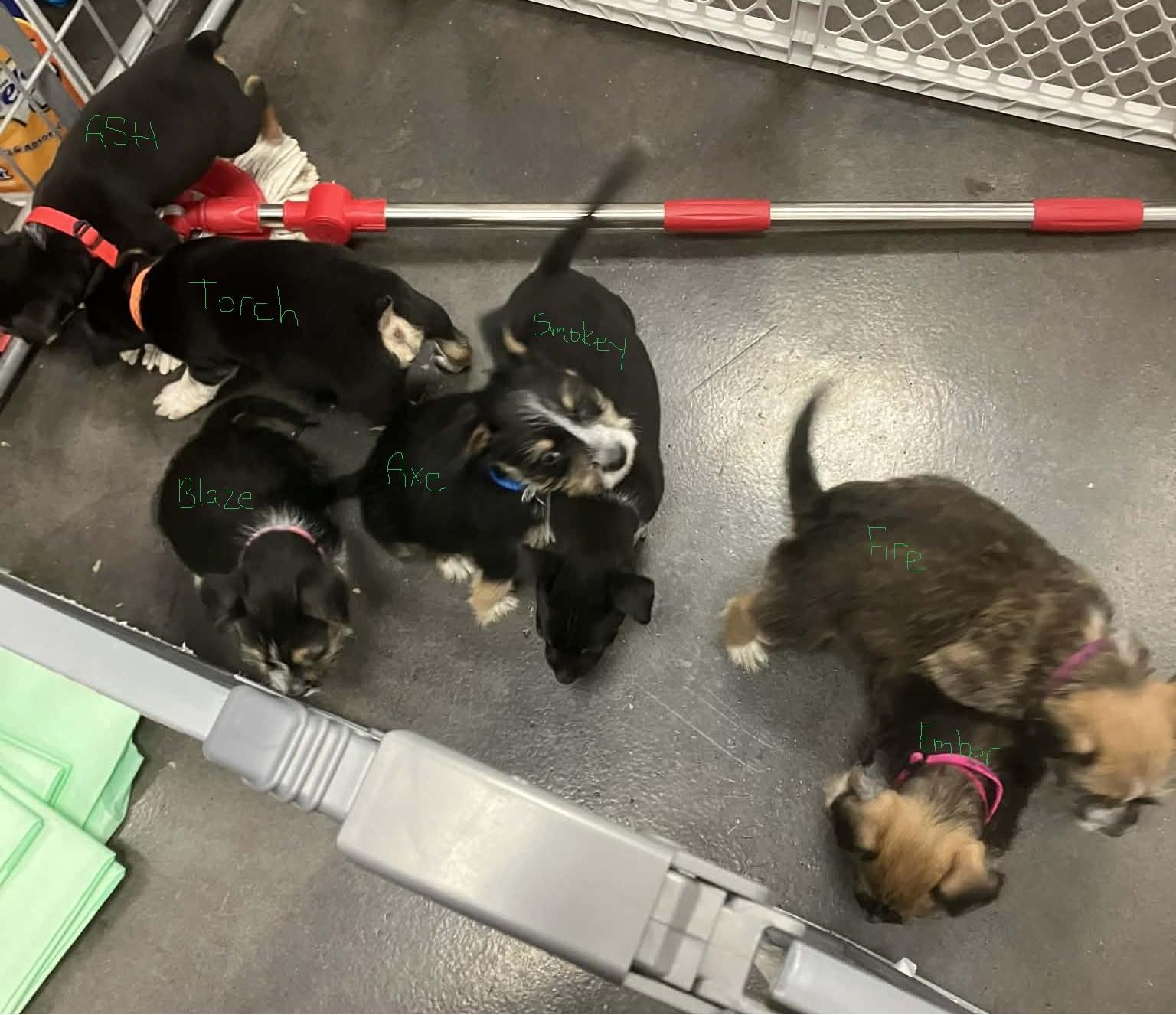 Enlarge Blaze, a ADOPTABLE mixed breed in Columbia, MD image 2/5