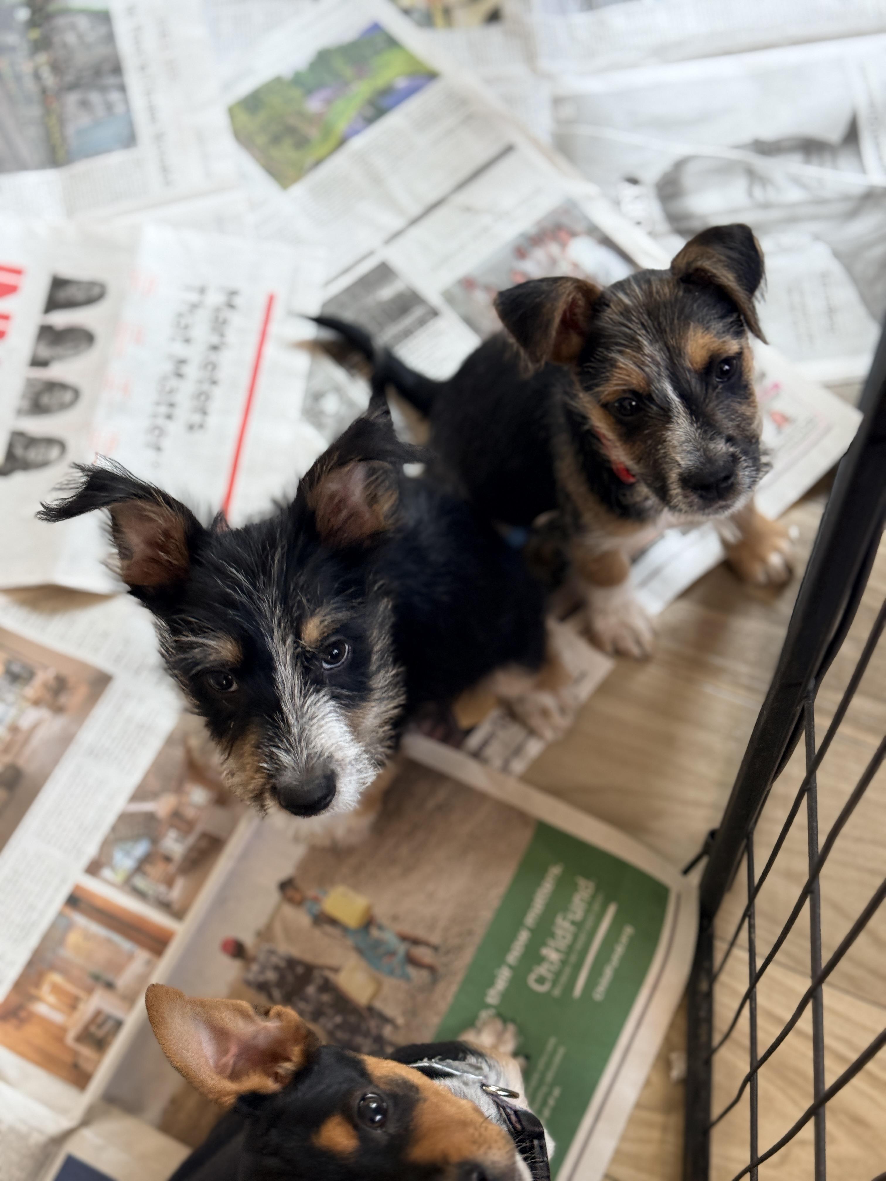 Enlarge Blaze, a ADOPTABLE mixed breed in Columbia, MD image 5/5