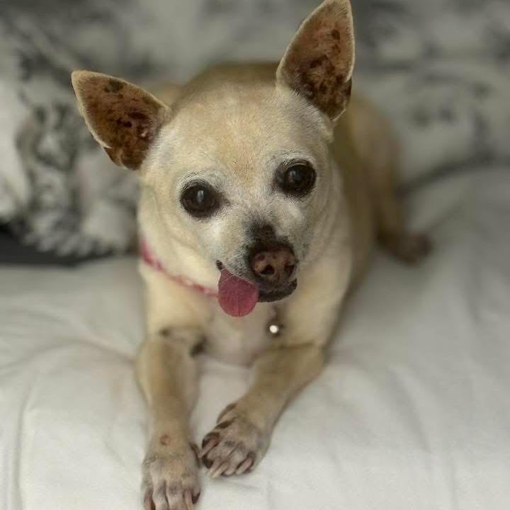 Enlarge Tilda, a Adoptable Chihuahua in Long Beach, CA image 1/2