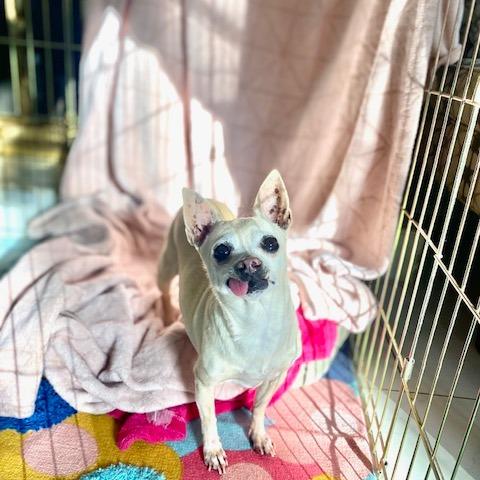 Enlarge Tilda, a Adoptable Chihuahua in Long Beach, CA image 2/2