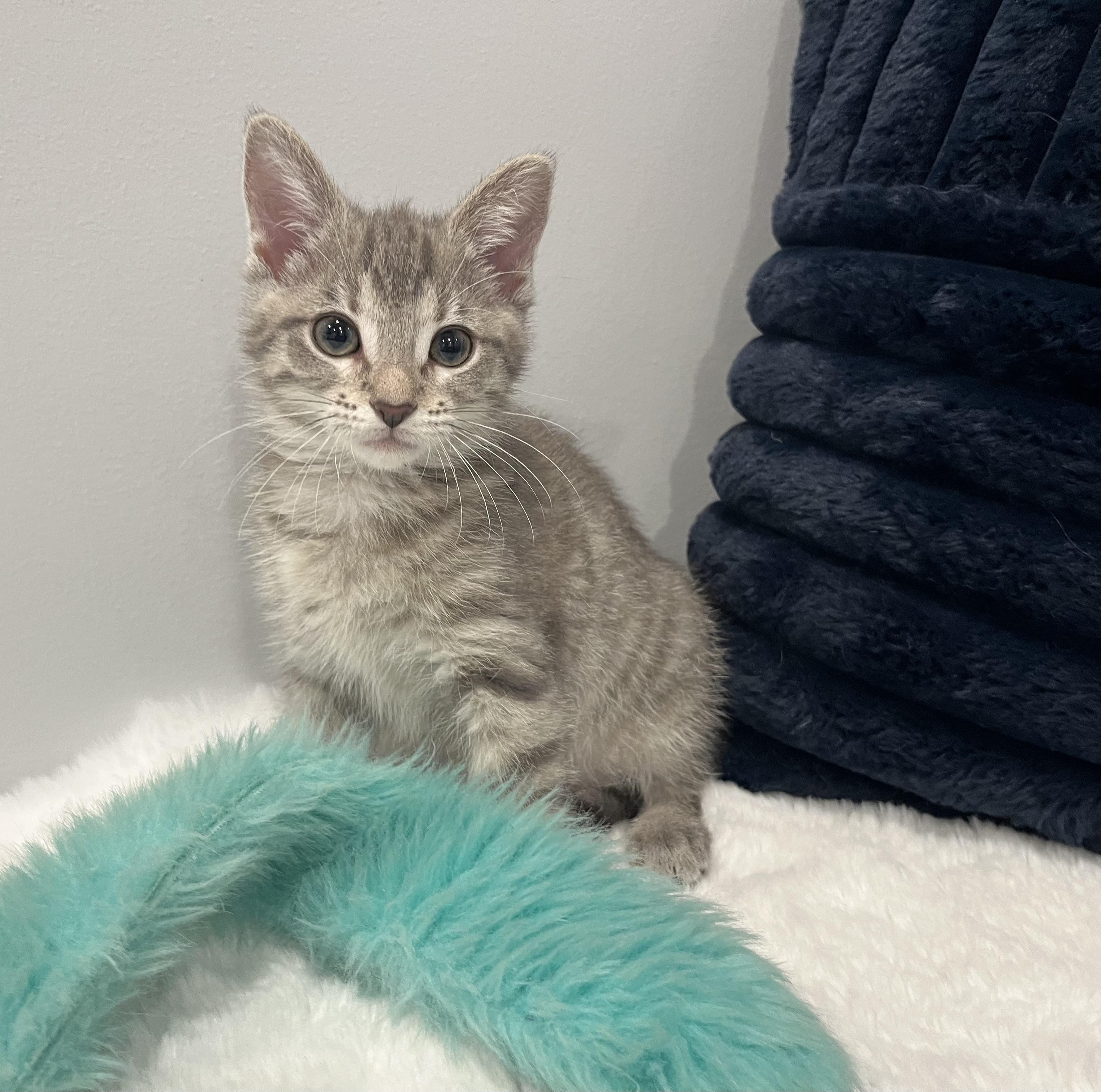 Ava, a Adoptable Domestic Short Hair in Chicago, IL image 3/6