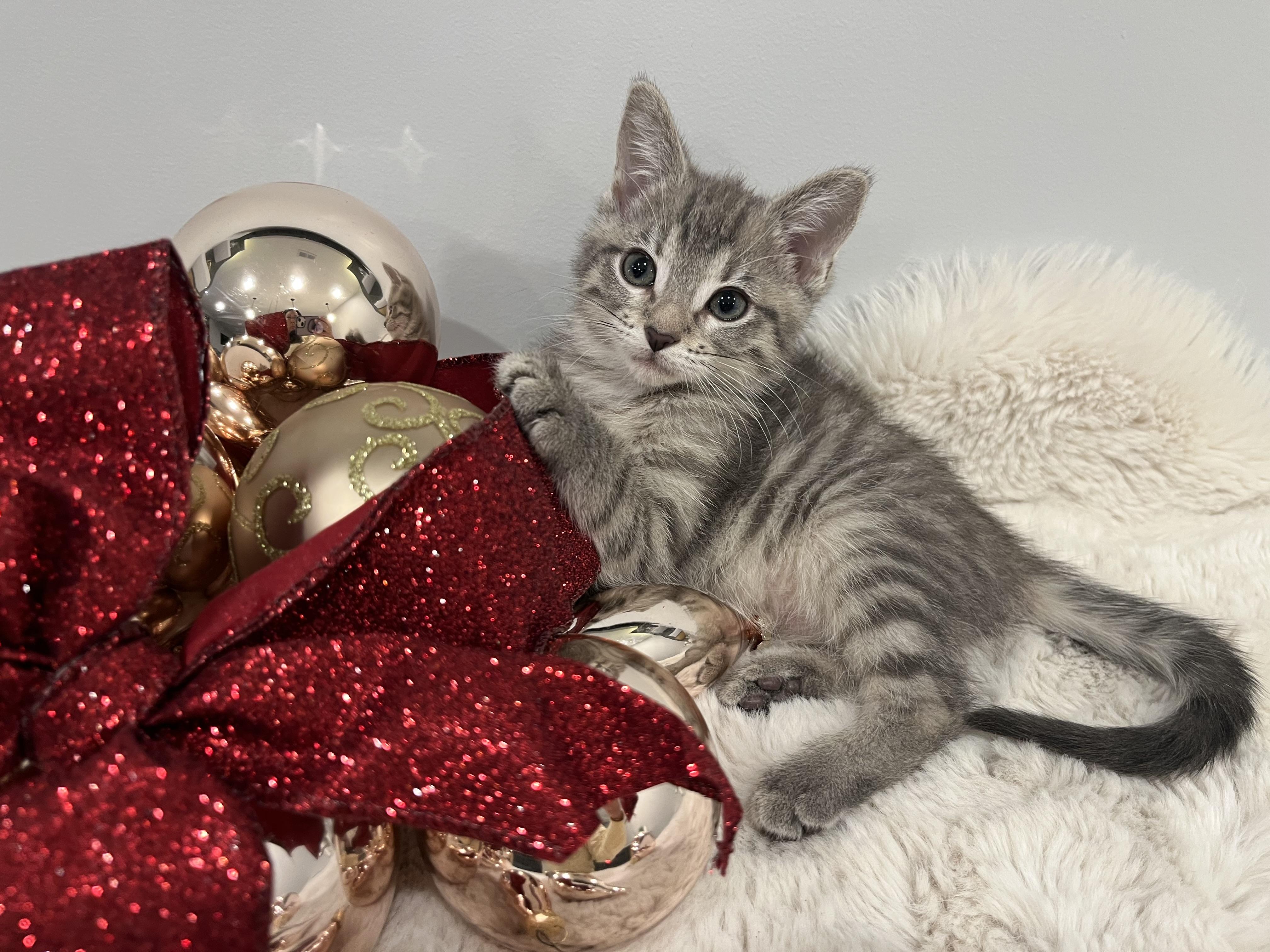 Ava, a Adoptable Domestic Short Hair in Chicago, IL image 2/6