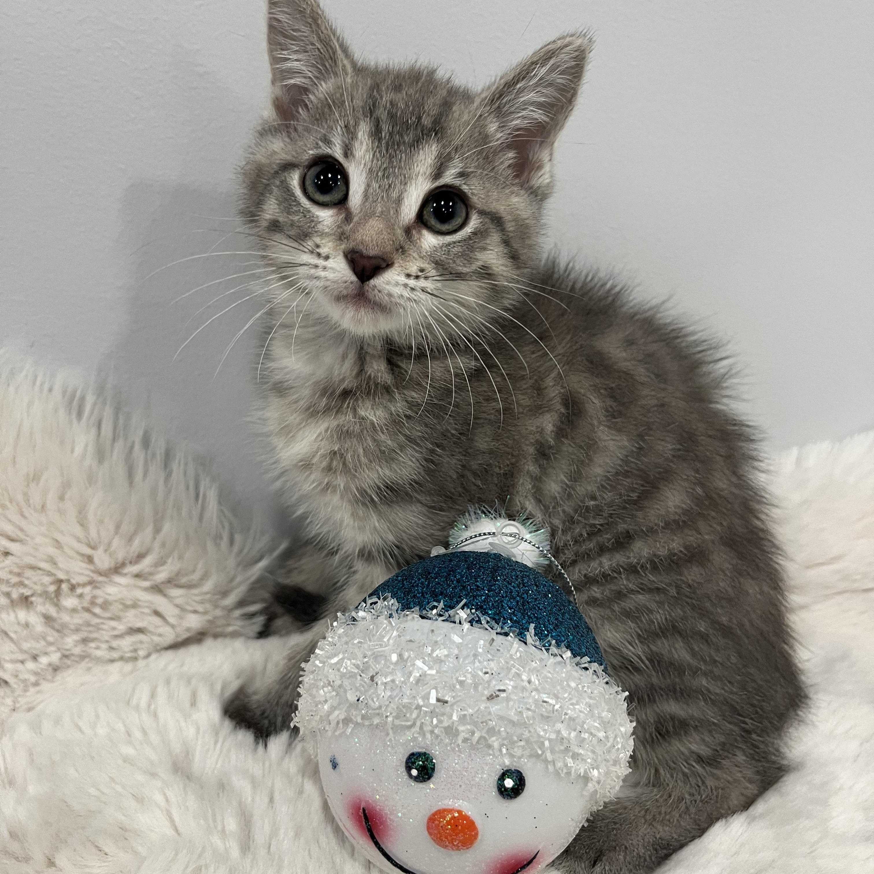 Ava, Adoptable, Young Female Domestic Short Hair.