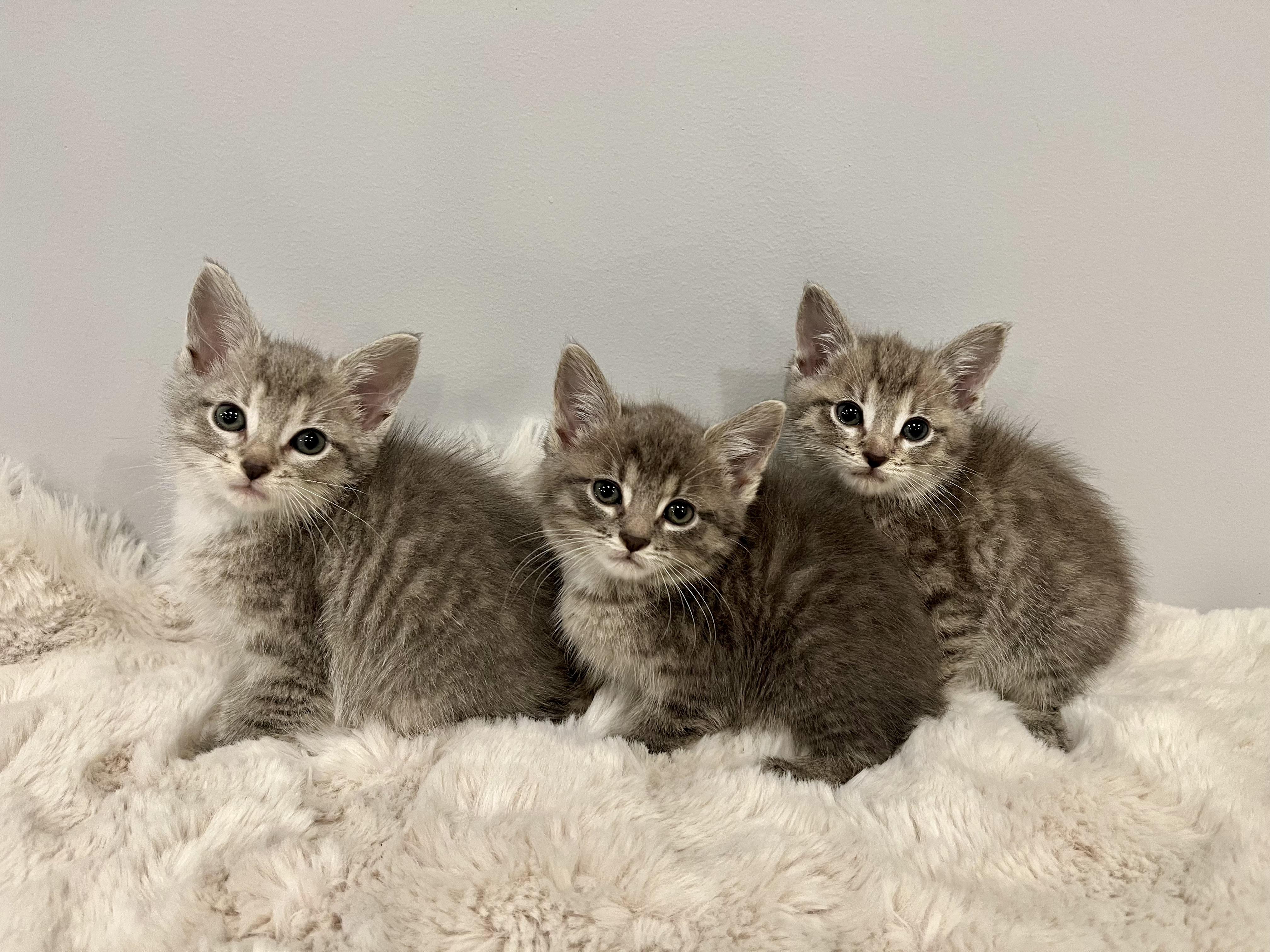 Ava, a Adoptable Domestic Short Hair in Chicago, IL image 6/6