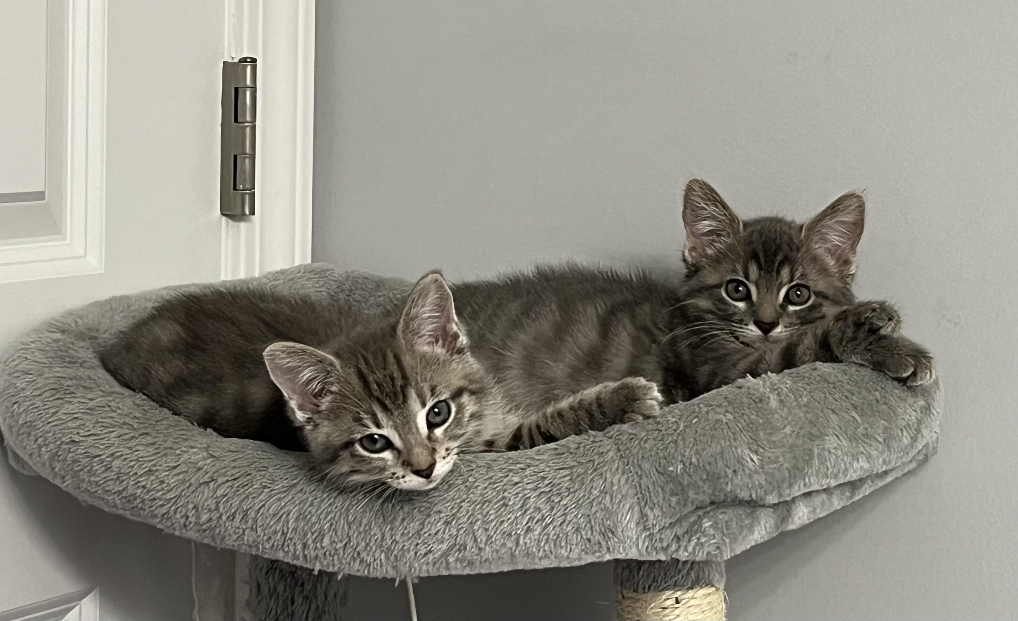 Ava, a Adoptable Domestic Short Hair in Chicago, IL image 4/6