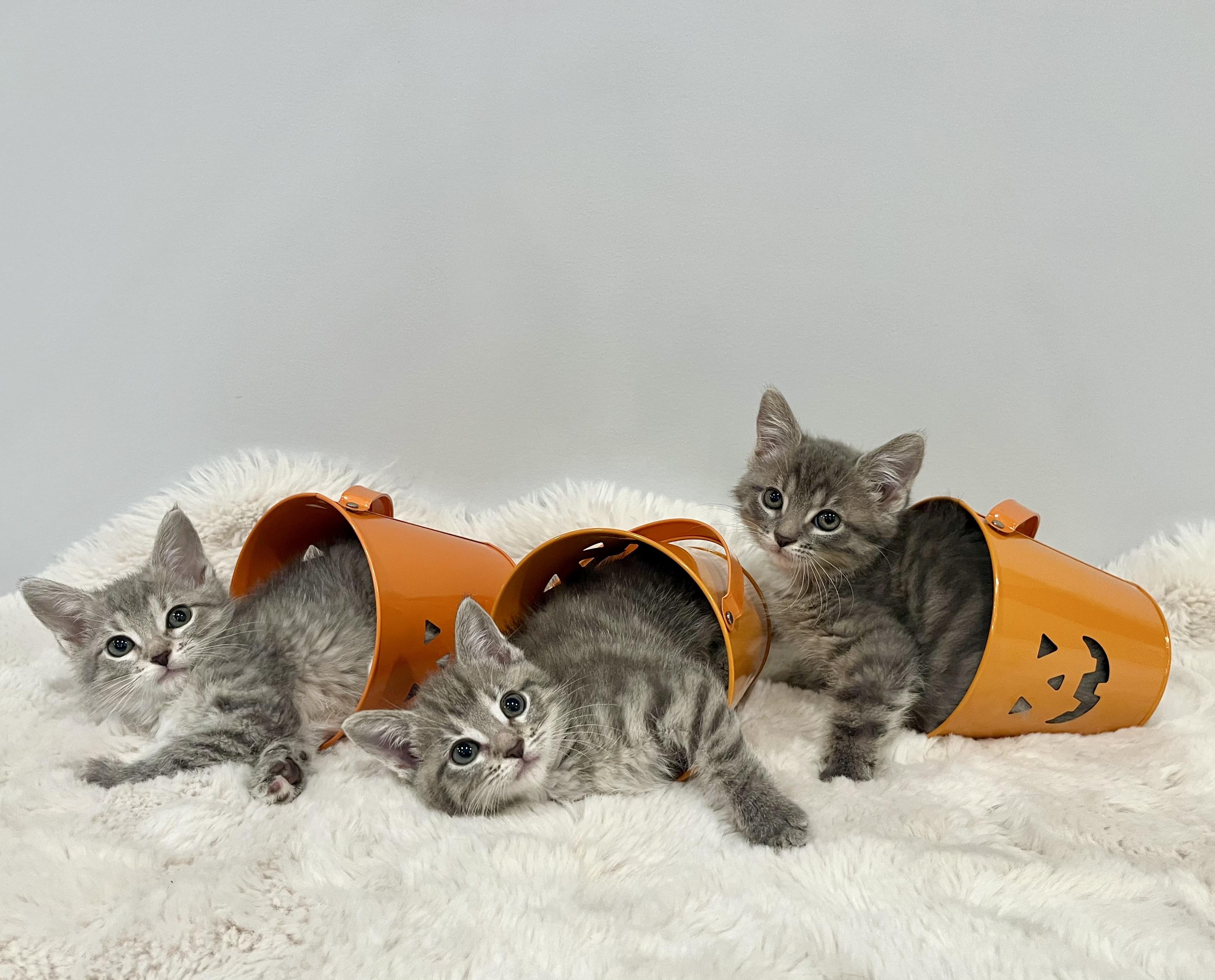 Ava, a Adoptable Domestic Short Hair in Chicago, IL image 5/6