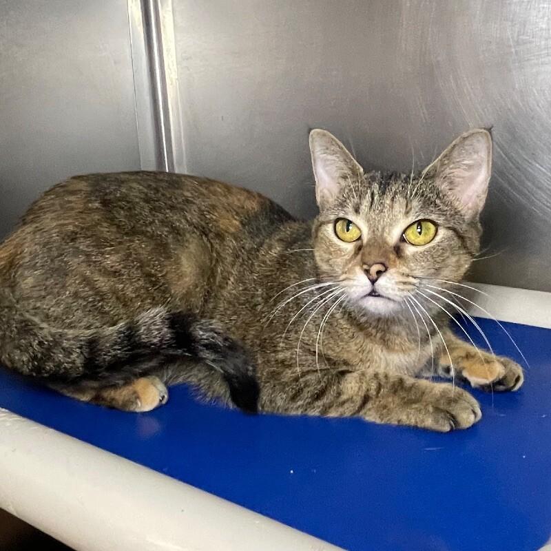 Enlarge Bertie, a Adoptable Domestic Short Hair in Roanoke, VA image 1/2