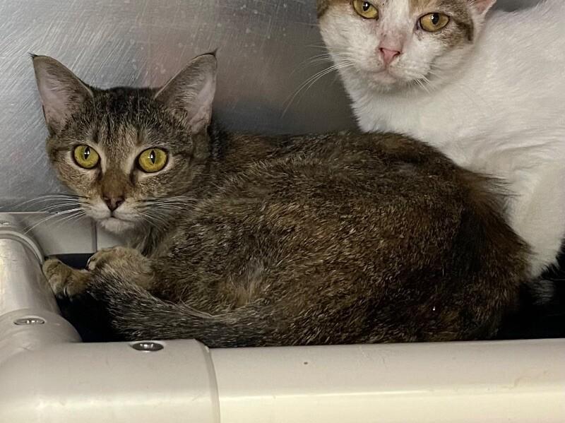 Enlarge Bertie, a Adoptable Domestic Short Hair in Roanoke, VA image 2/2