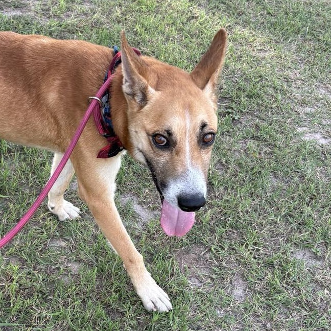 Flako — thumbnail 4