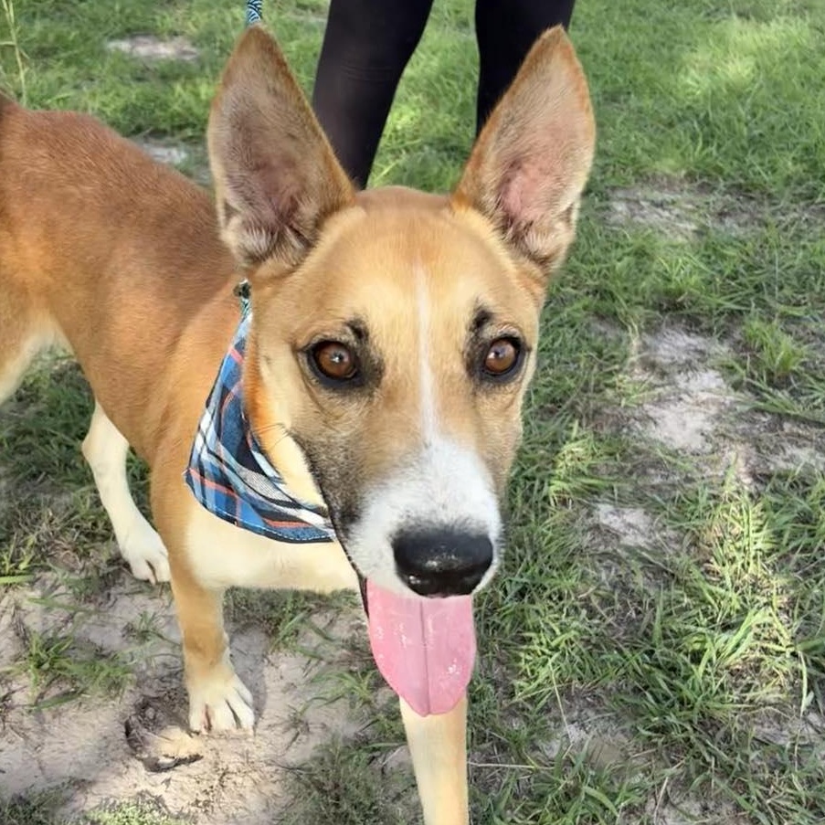 Flako — thumbnail 6