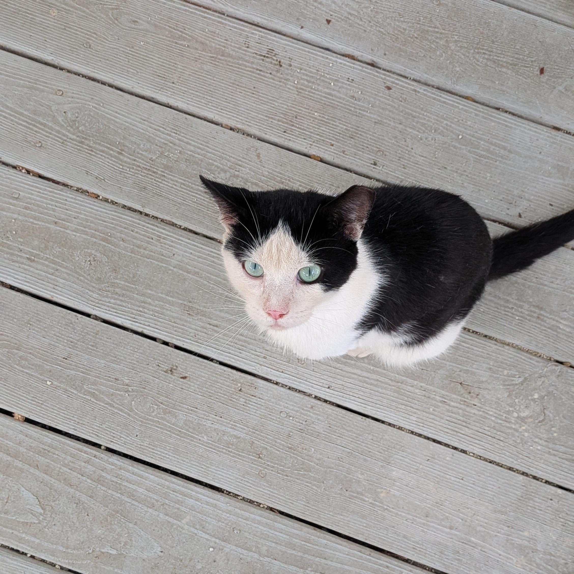 Enlarge Cedar, a Adopted Domestic Short Hair in Wilmington, NC image 3/5