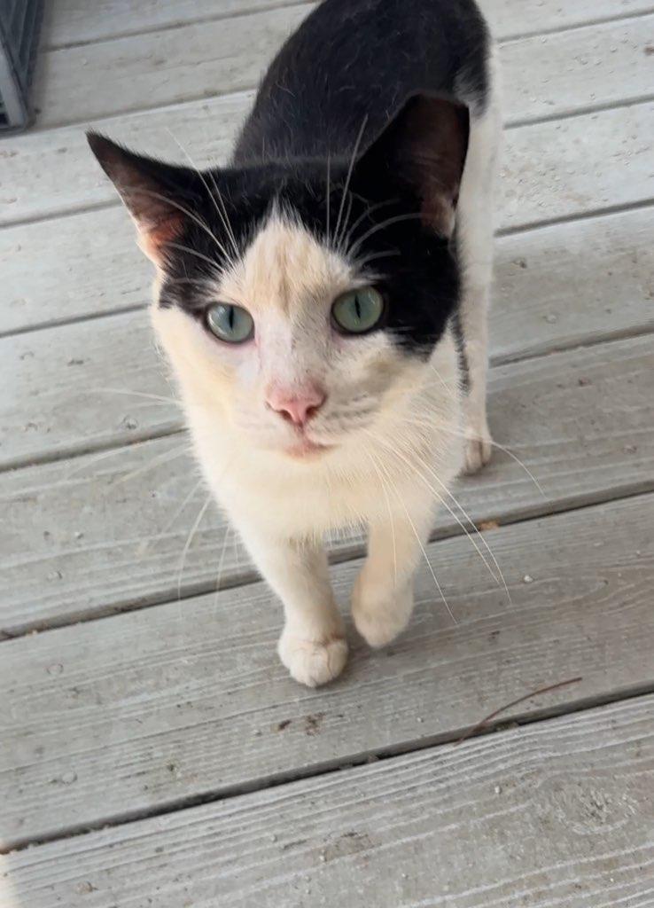 Enlarge Cedar, a Adopted Domestic Short Hair in Wilmington, NC image 5/5
