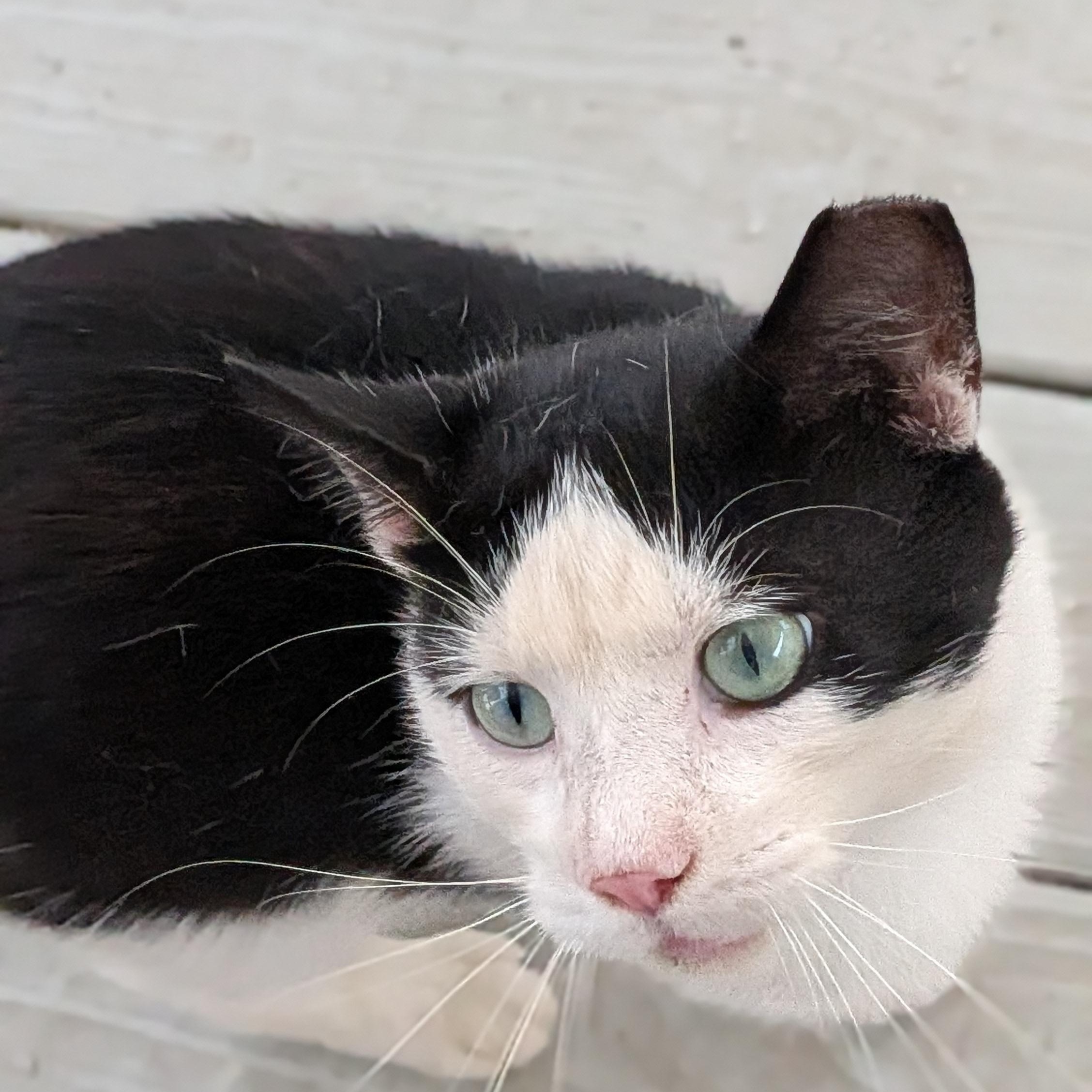 Enlarge Cedar, a Adopted Domestic Short Hair in Wilmington, NC image 4/5