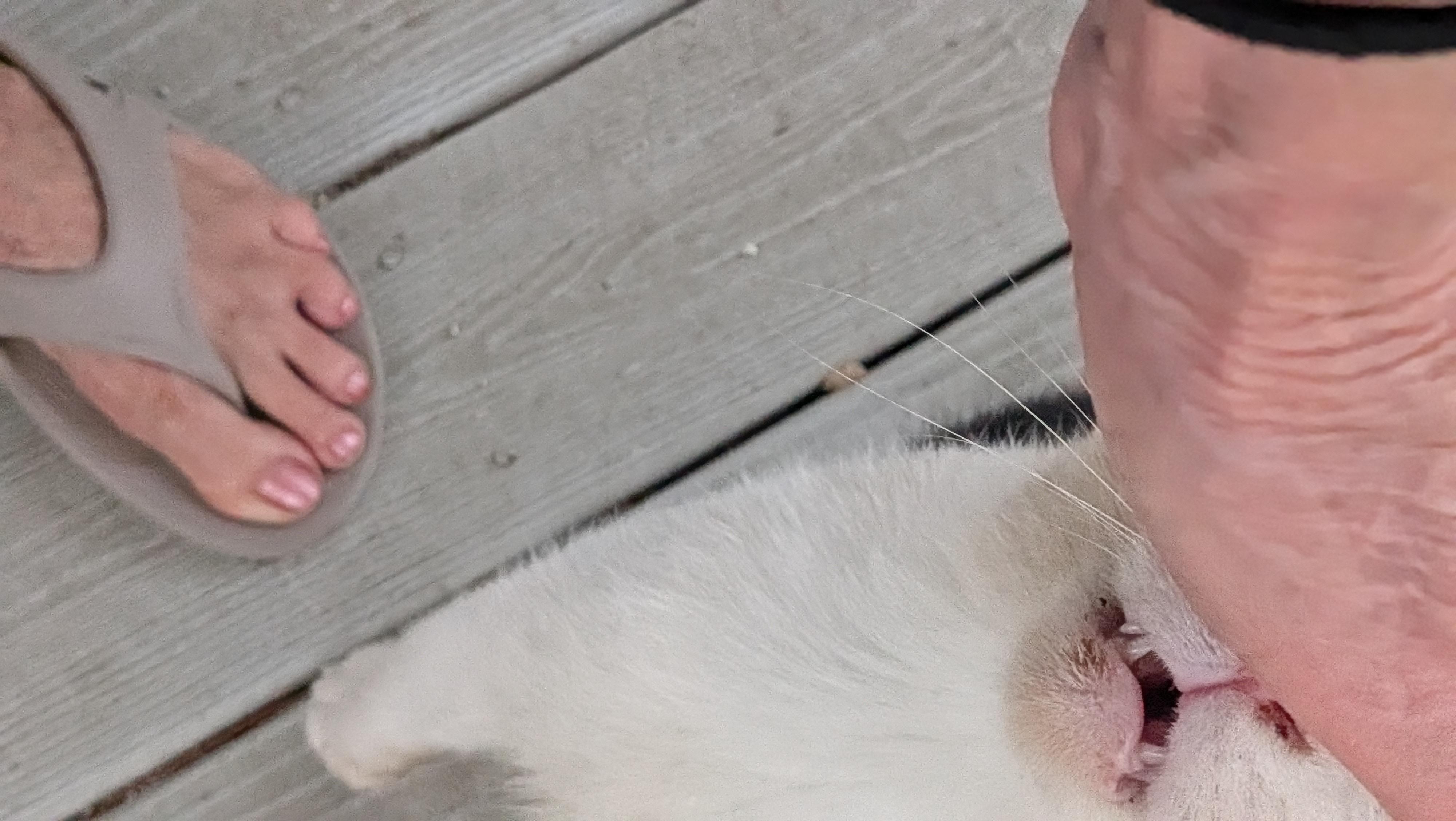 Enlarge Cedar, a Adopted Domestic Short Hair in Wilmington, NC image 2/5