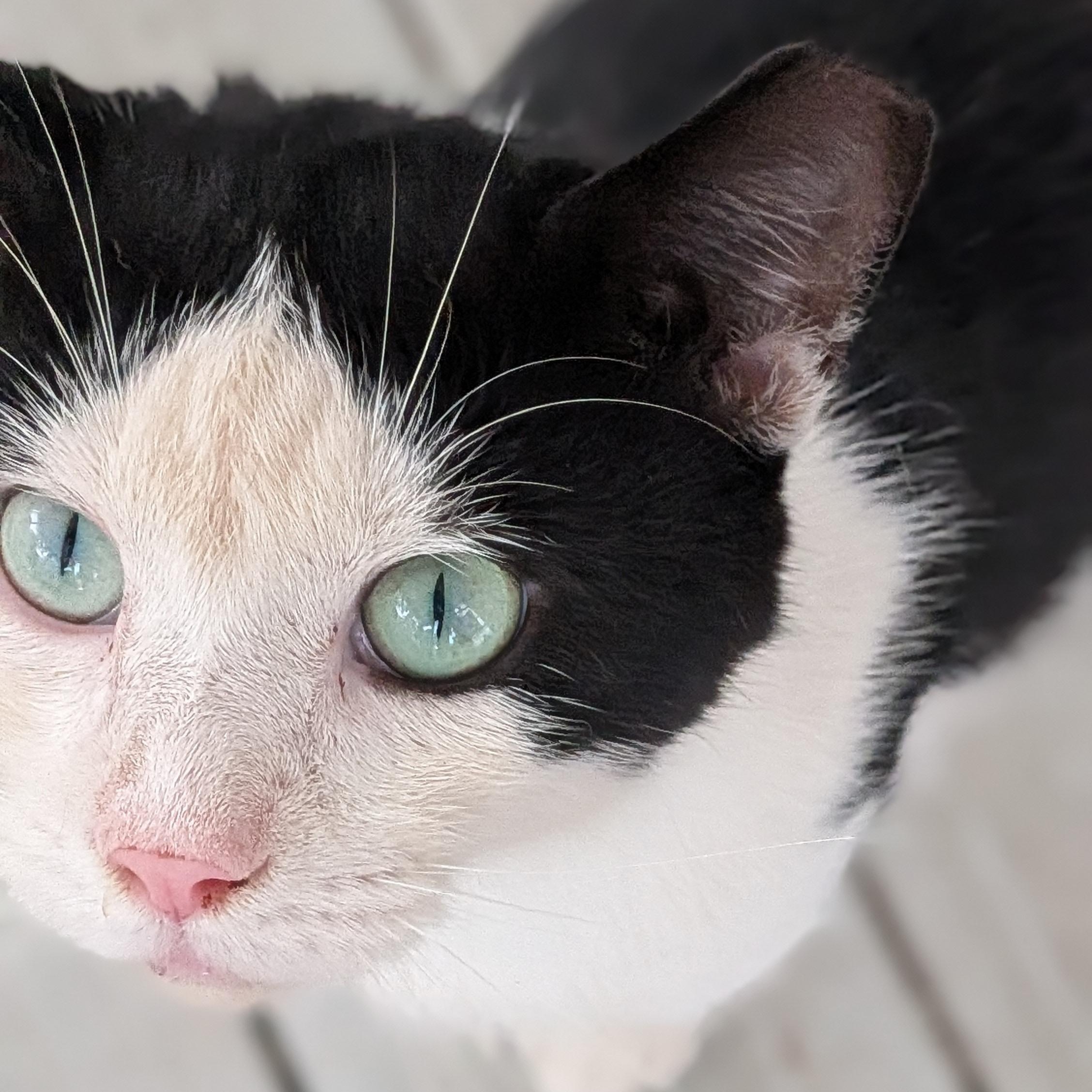 Cedar, Adopted, Adult Male Domestic Short Hair.