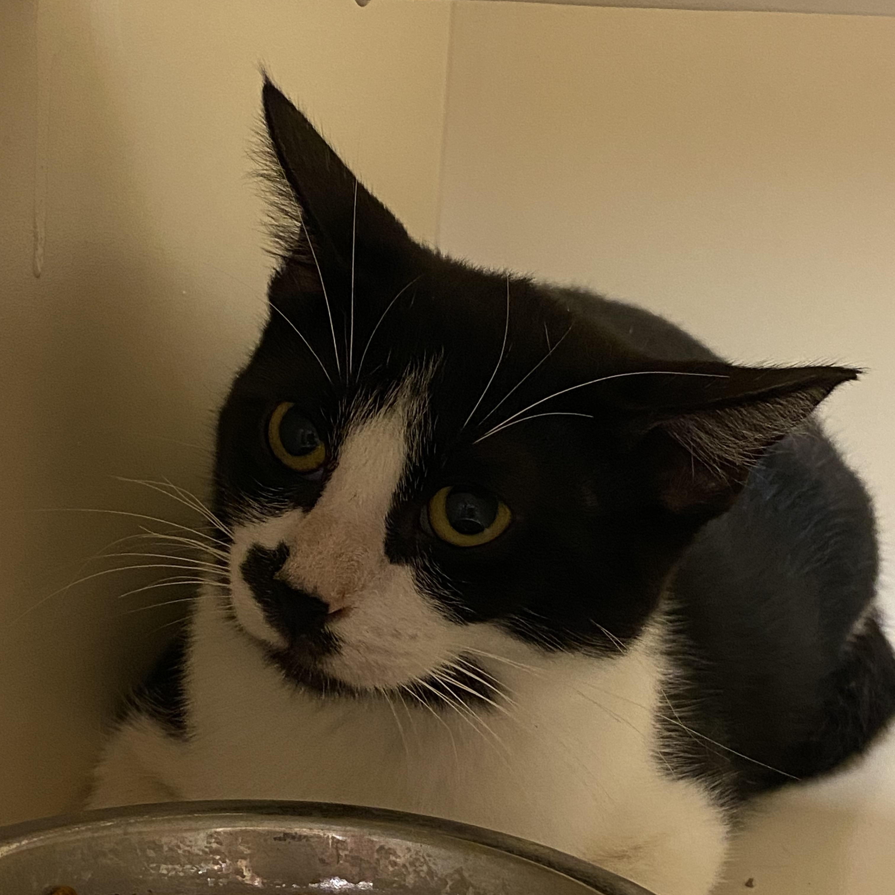 Lauren, Adoptable, Young Female Domestic Short Hair.