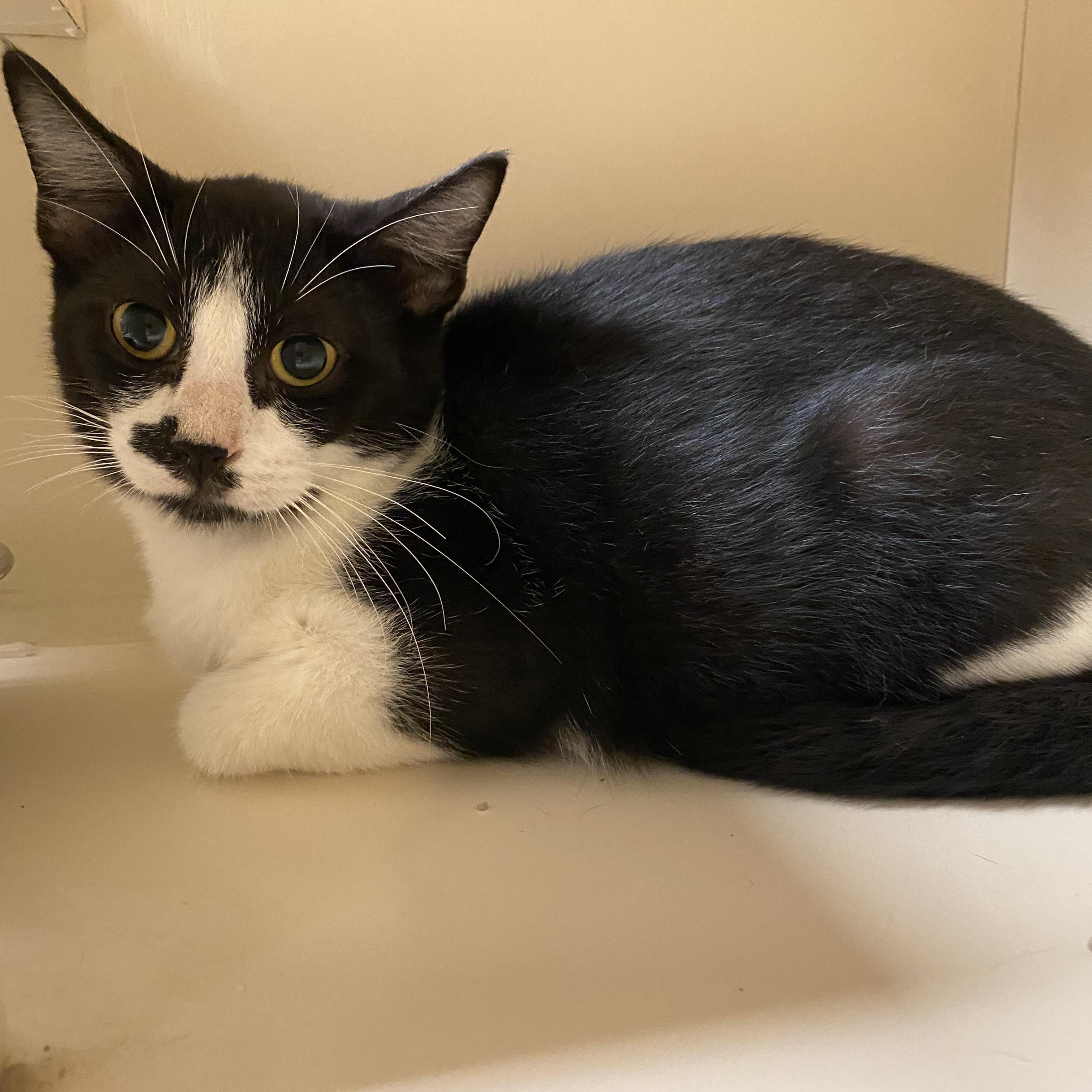 Enlarge Lauren, a Adoptable mixed breed in Hays, KS image 4/6