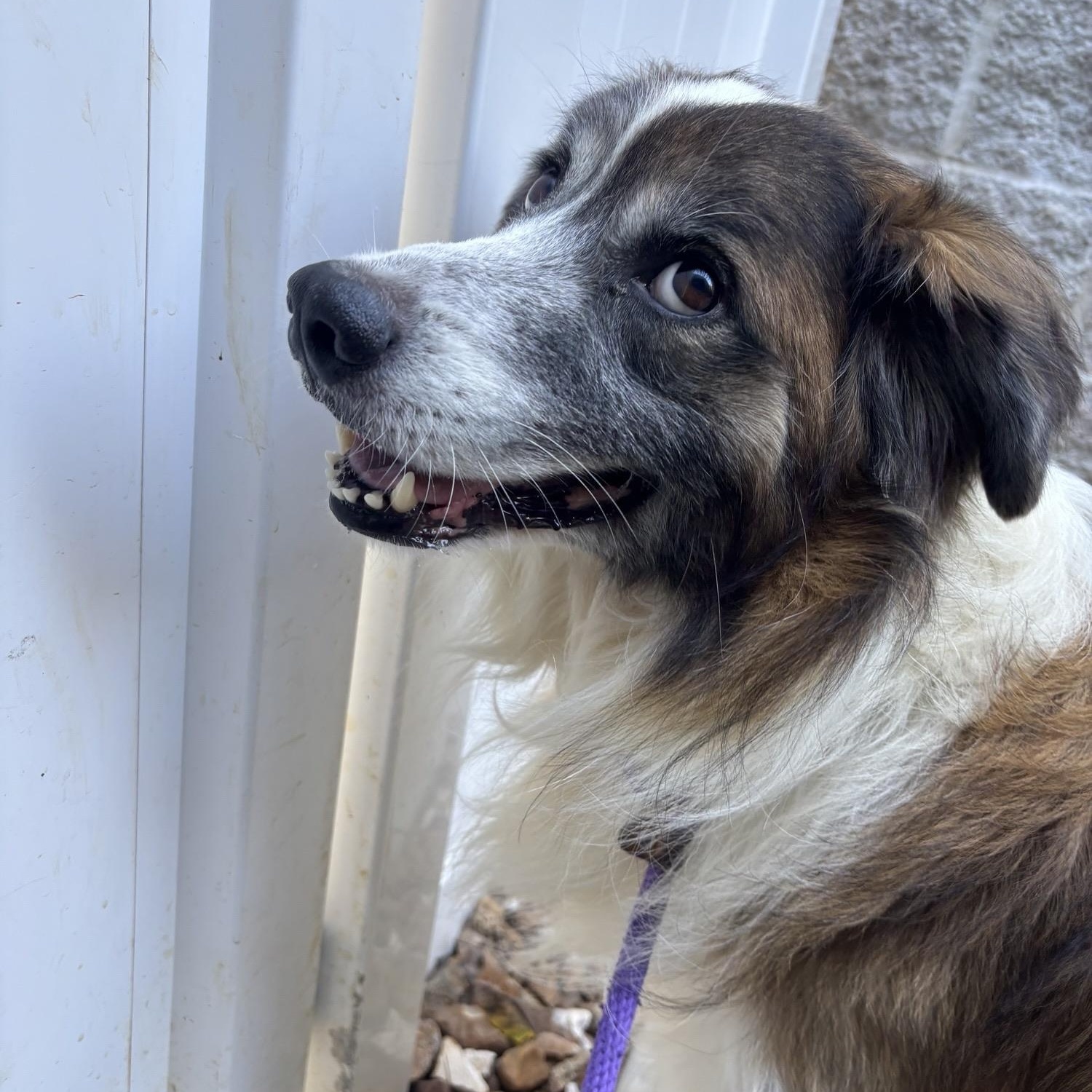 Fenrir, Adoptable, Young Male Rough Collie.