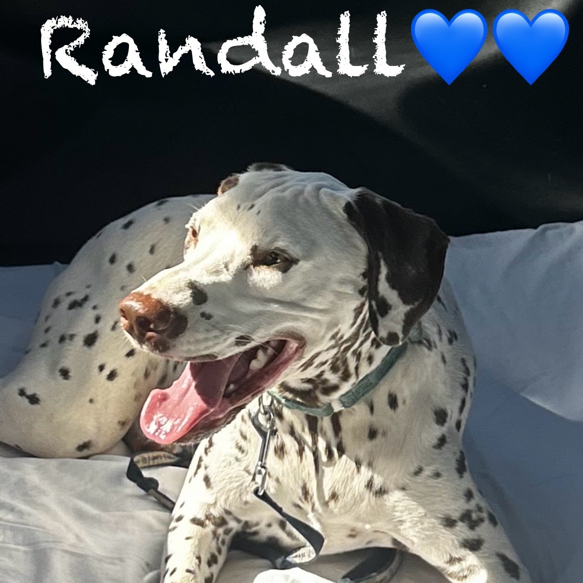 Randall, Adoptable, Adult Male Dalmatian.