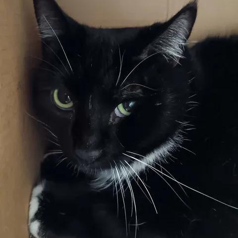 Enlarge Sheldon Cooper, a ADOPTABLE Domestic Short Hair in Winthrop, ME image 1/1