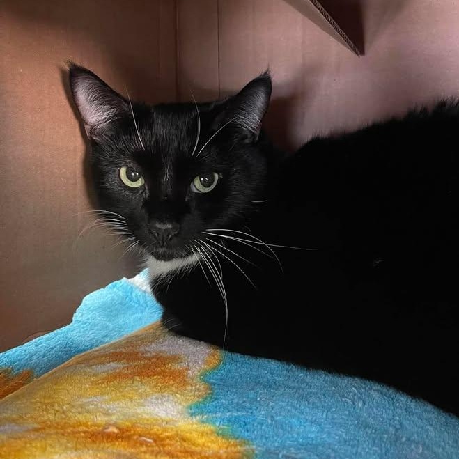 Sheldon Cooper, Adopted, Adult Male Domestic Short Hair.