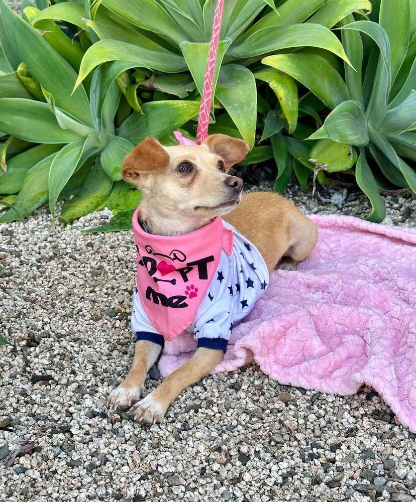 Enlarge Sakura, a Adoptable mixed breed in Mission Viejo, CA image 1/5